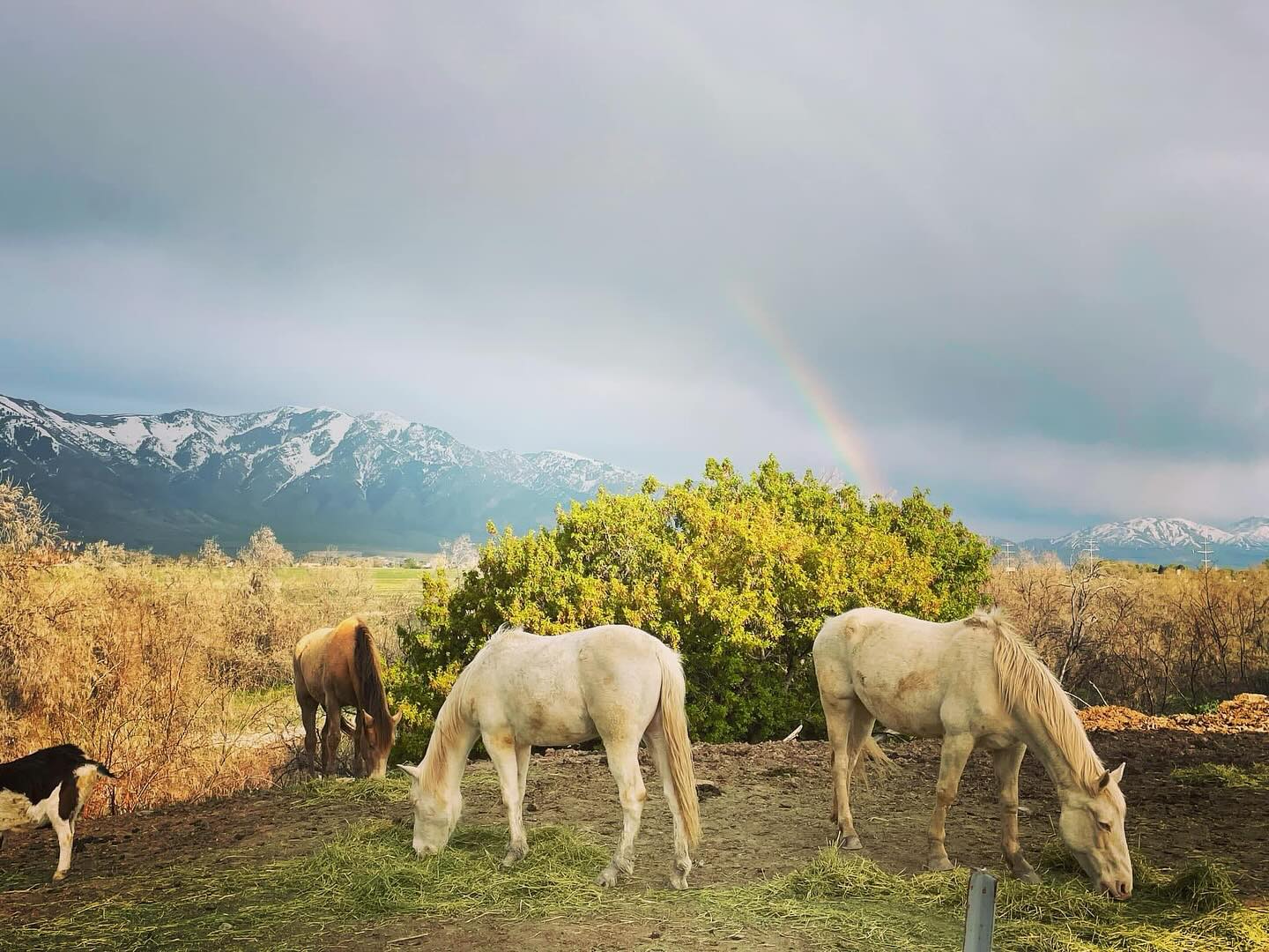 Crossing Arrows Ranch, Equine Therapy | Tremonton UT
