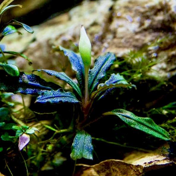 Bucephalandra sp. 'needle leaf' aquarium plant