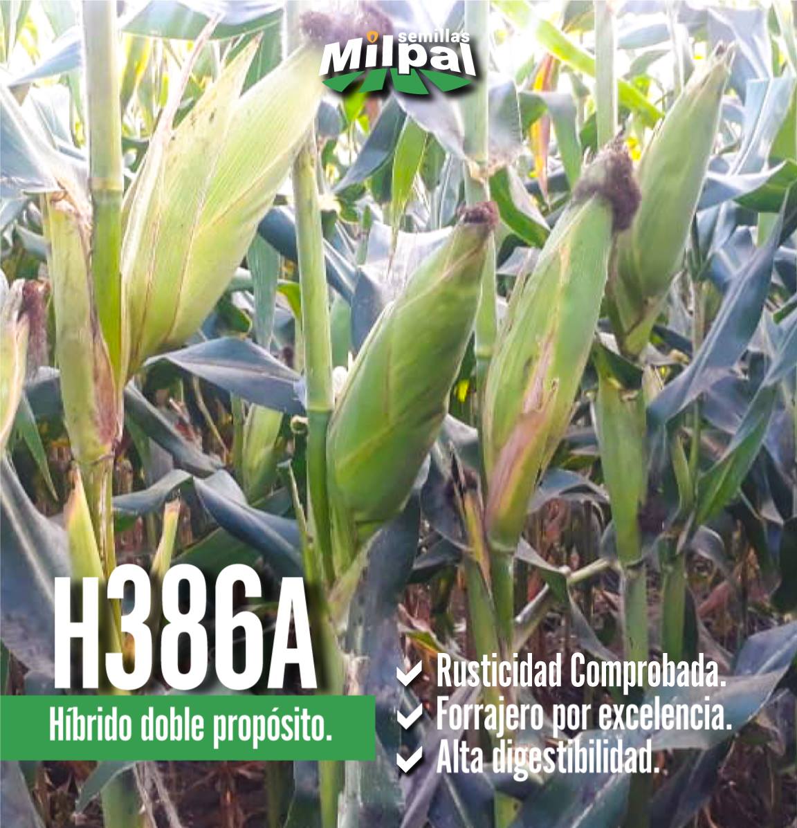 Semillas Milpal - Para tu siembra de 🌽🌽🌽🌽 te ofrecemos la... | Facebook