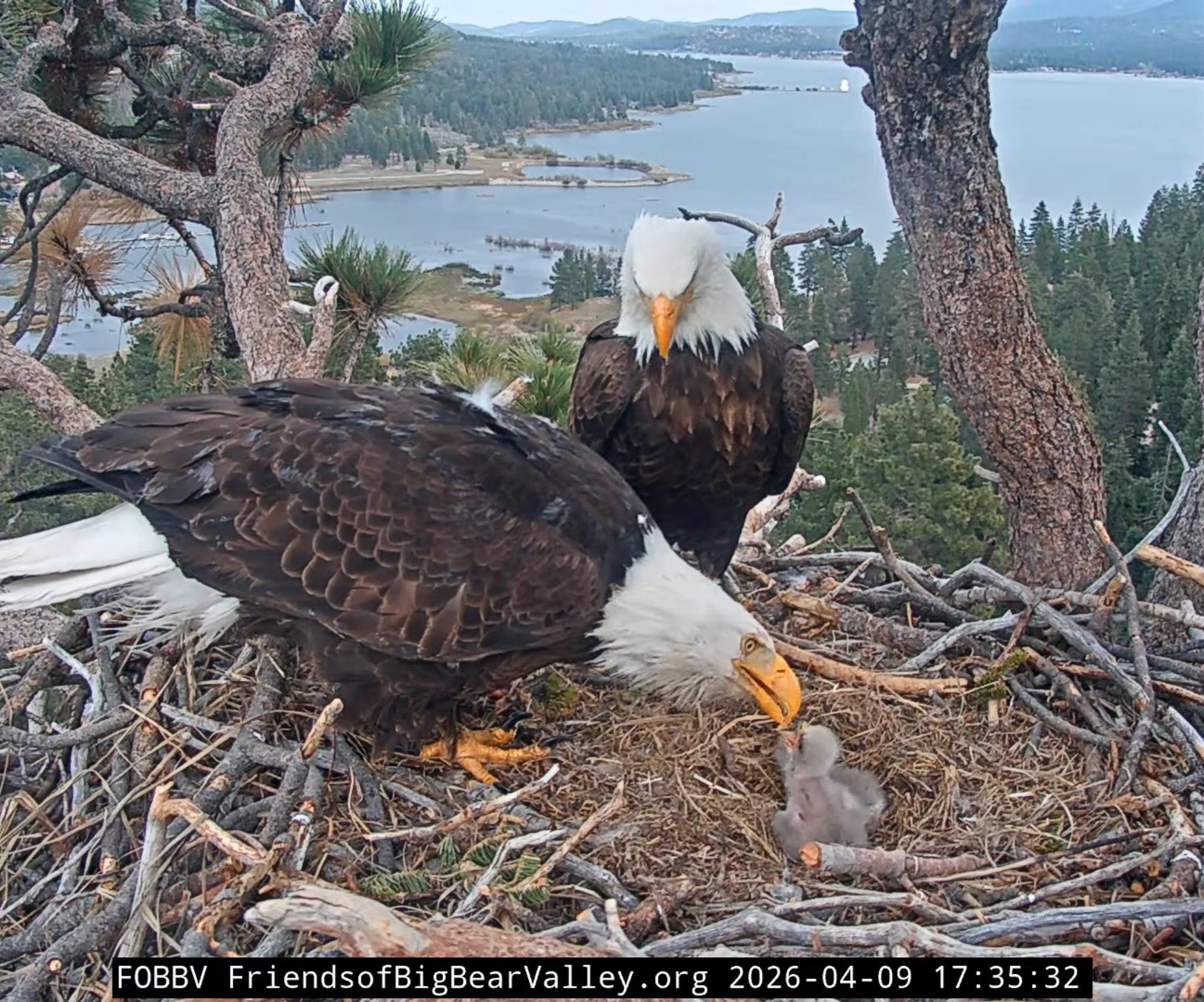 BIG BABY BEN NEVIS 4年 シェリーホグスヘッド　未開封 Big Bear eagles update April 2026 | Big Bear City, CA