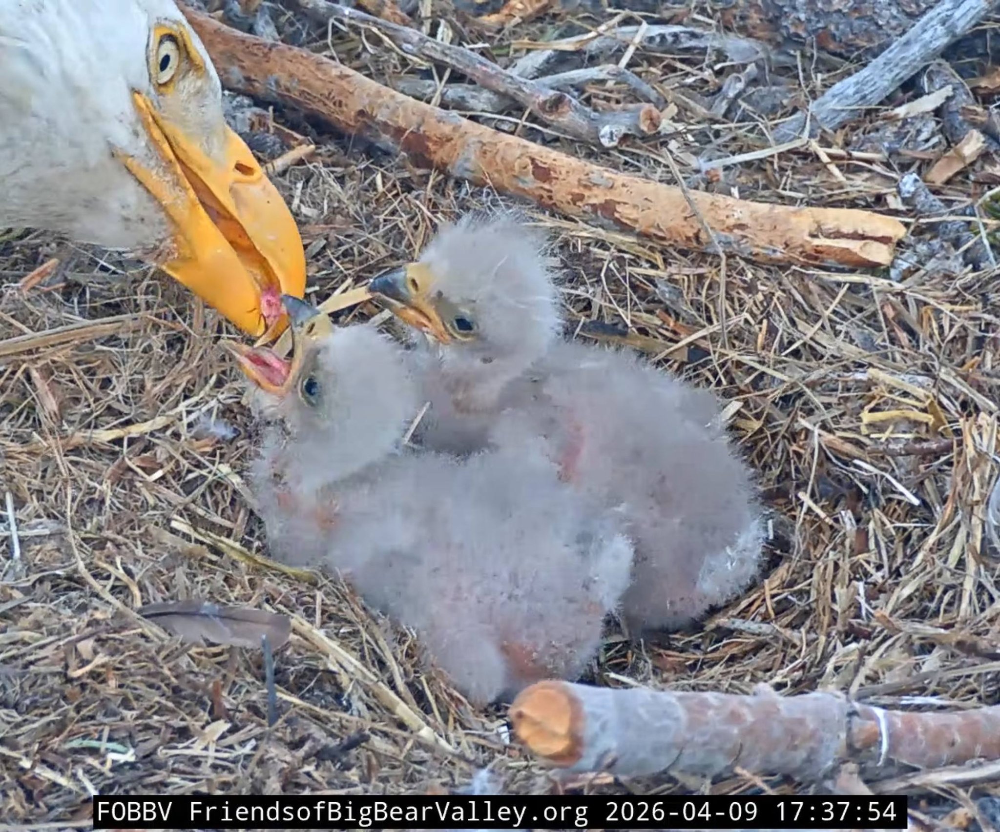 Big Bear eagles update April 2026 | Big Bear City, CA