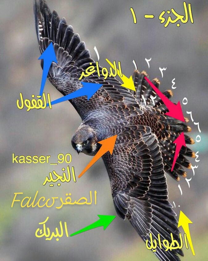 Falco الصقر - اسماء ريش الصقور: عدد ريش كل جناح = ٢٢ ريشه... | Facebook