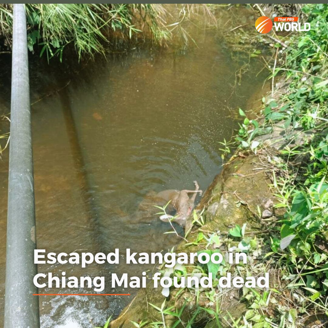 thai-pbs-world-a-red-kangaroo-which-escaped-from-chiang