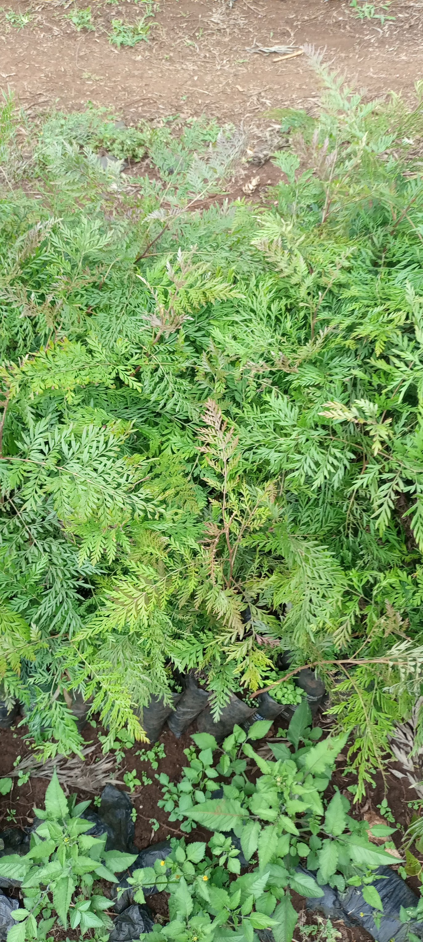 Grevillea Robusta, Mukima, is a fast... - Bitern Tree Nursery | Facebook