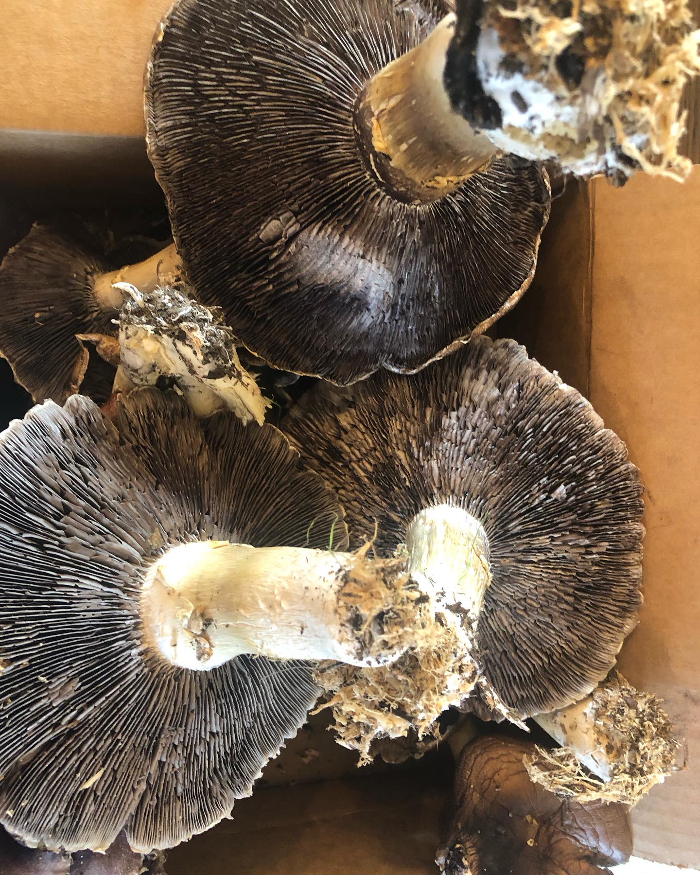 Black Ridge Farms