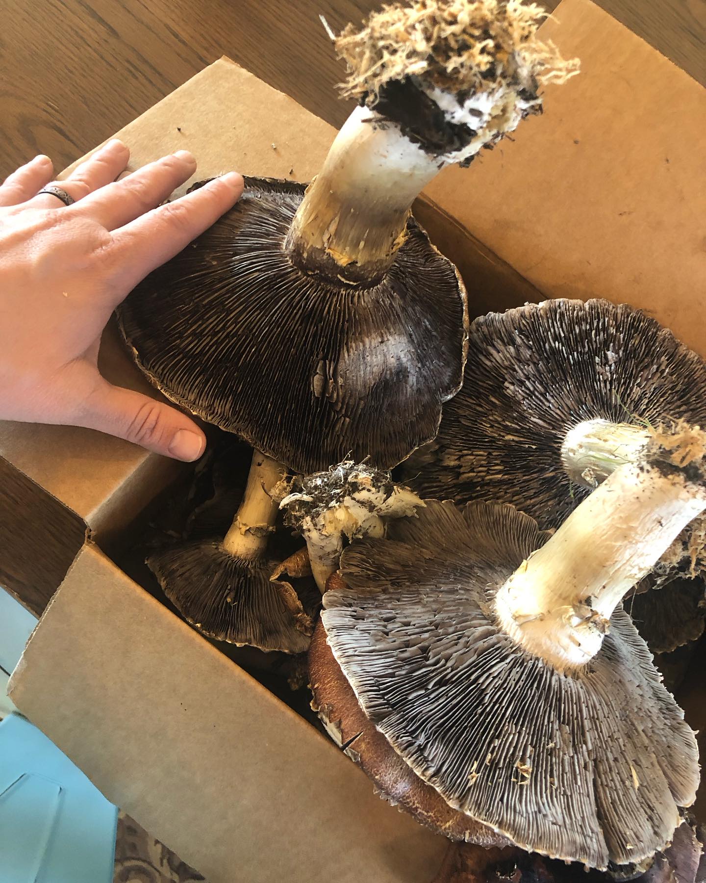 Black Ridge Farms