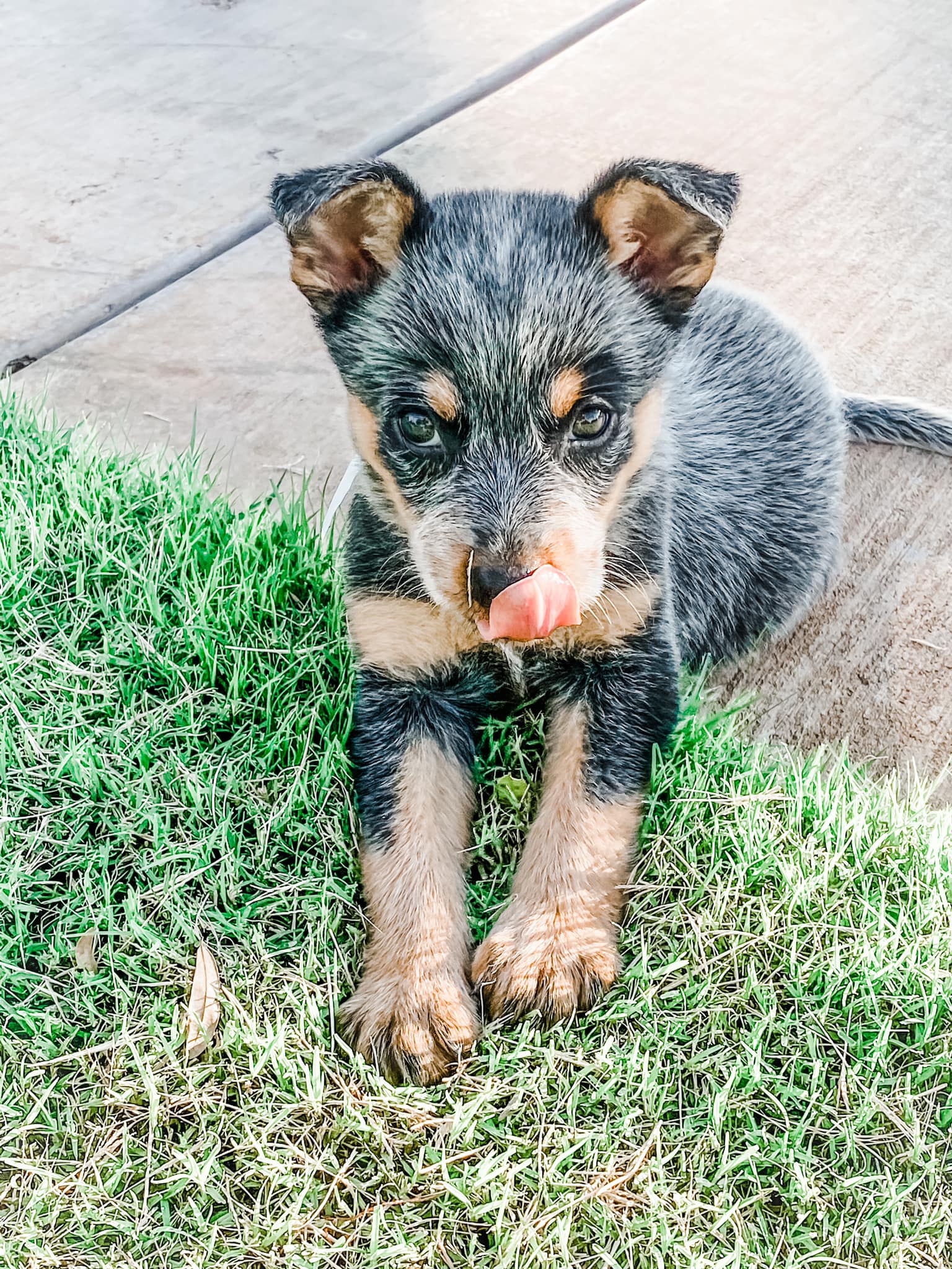 Meet the newest addition to 3E Ranch!... - 3E Ranch - Texas | Facebook