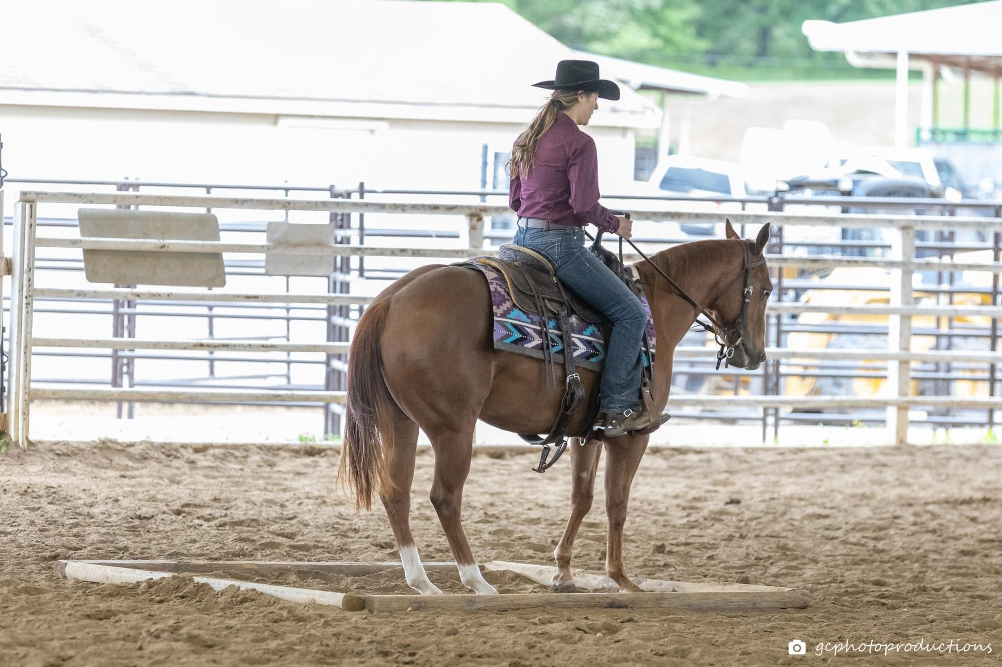 Ruckus Performance Equine | Springfield TN