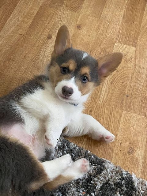 four-aces-corgis-added-a-new-photo-four-aces-corgis