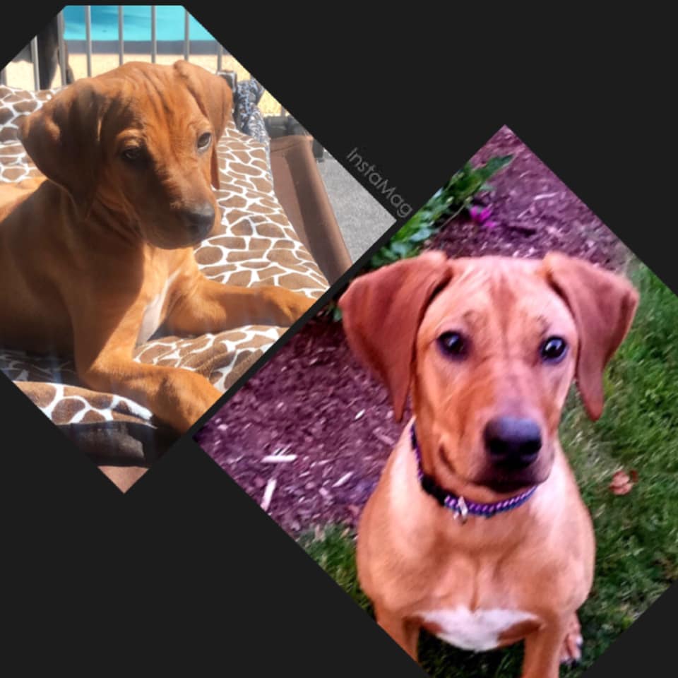 Desert Song Rhodesian Ridgebacks