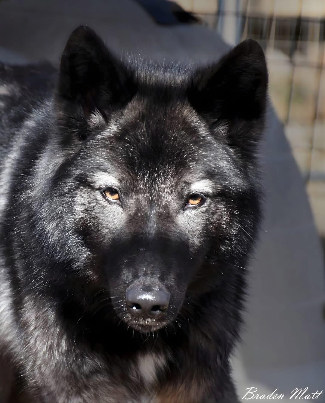 Red Riding Hood Rescue Project - a wolfdog rescue | Middletown OH