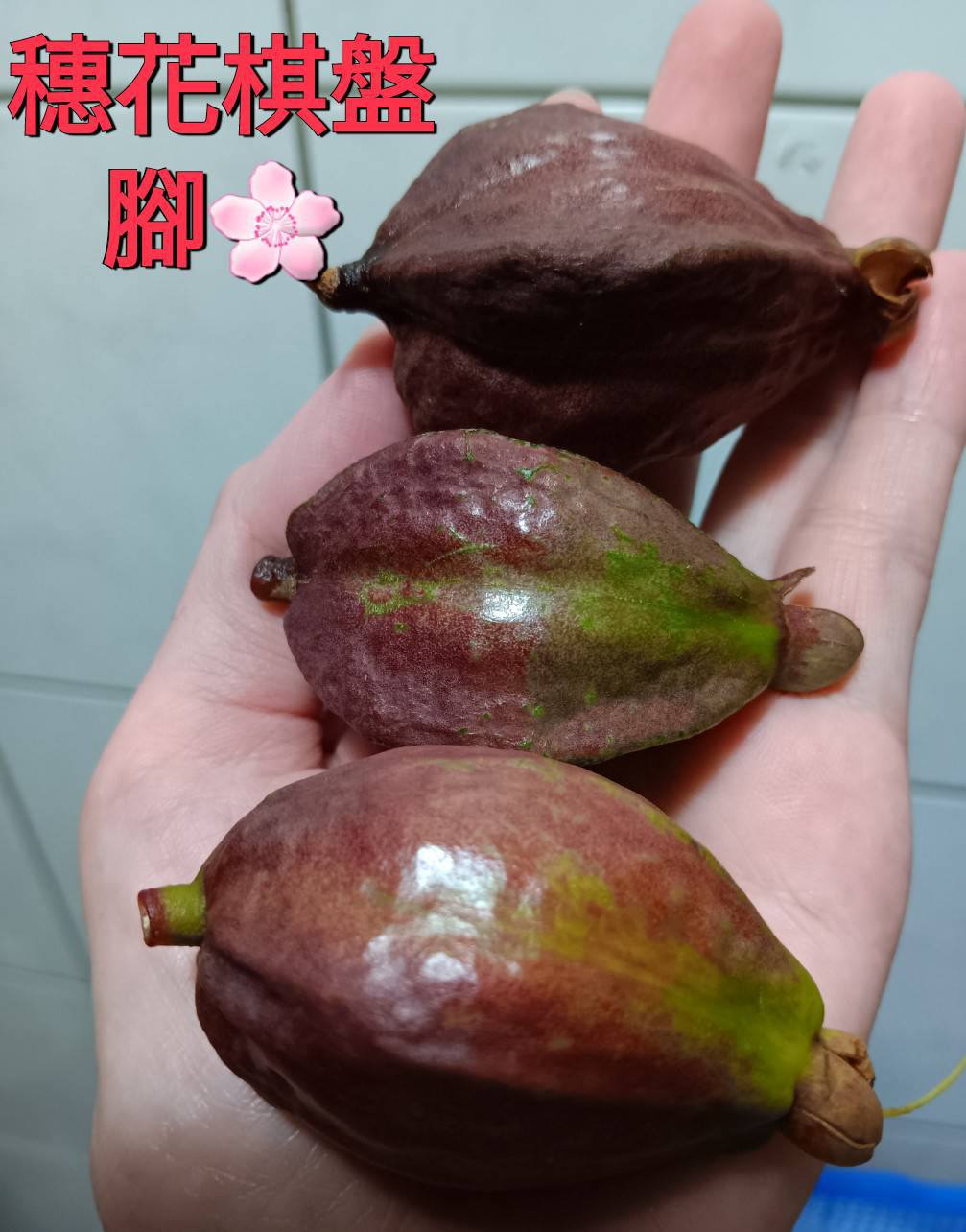 穗花專用link 🌸穗花棋盤腳🌸 種子分享～🌱