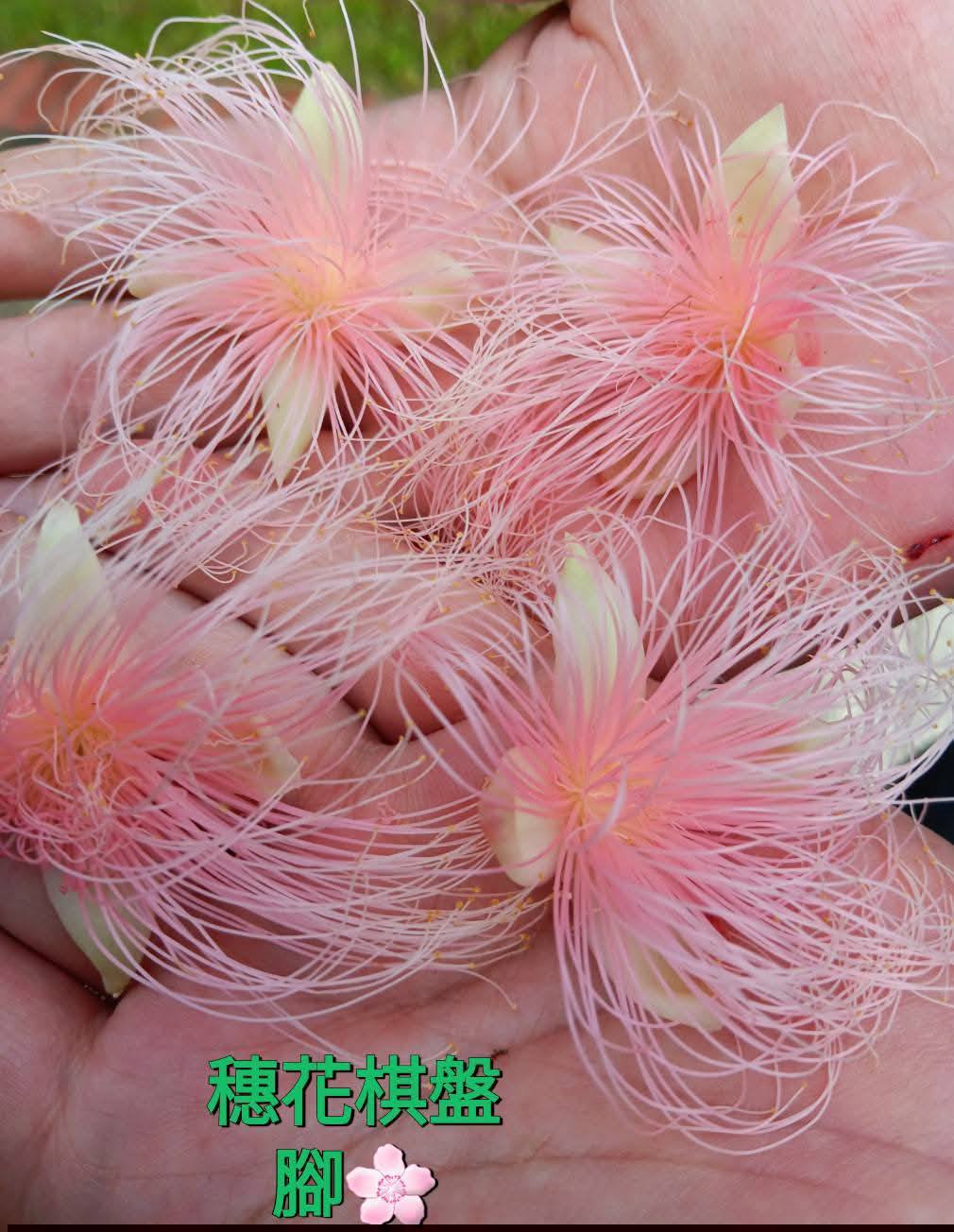 🌸穗花棋盤腳🌸 種子分享～🌱