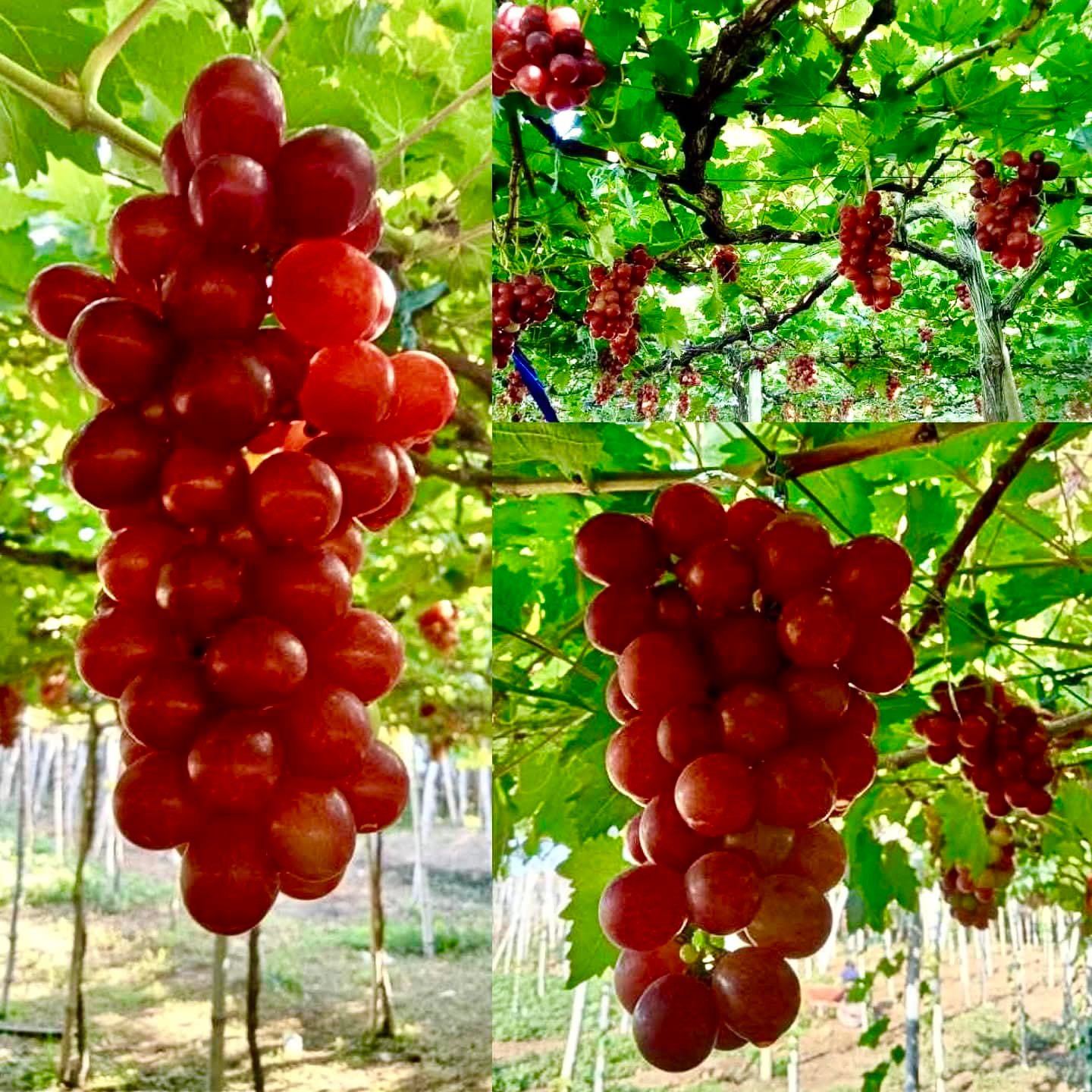 WHAT: Grape🍇 picking (pick and pay).... - Explore NUEVA ECIJA | Facebook