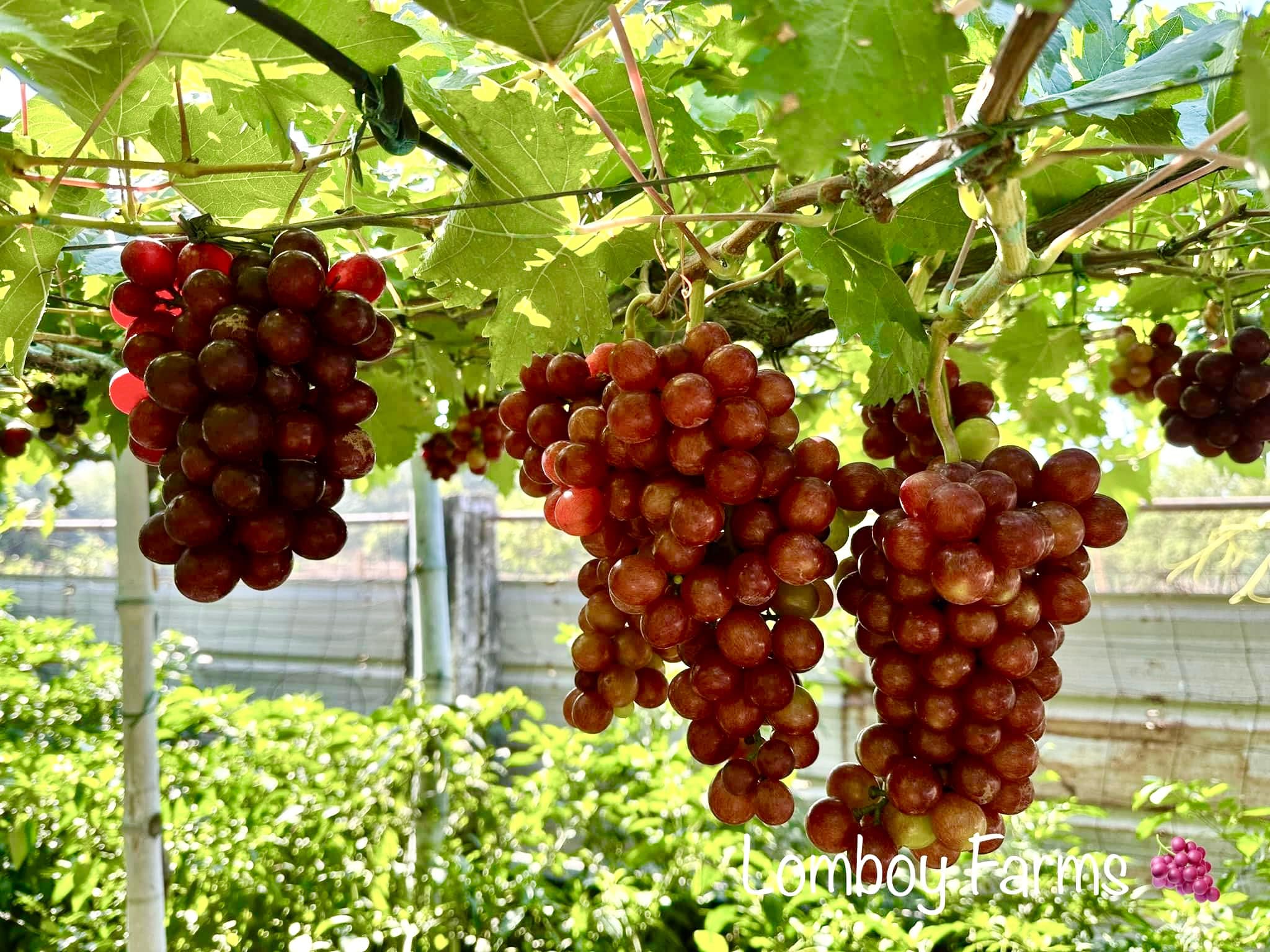 Explore - WHAT: Grape🍇 picking (pick and pay). WHEN: July 25 until July ...