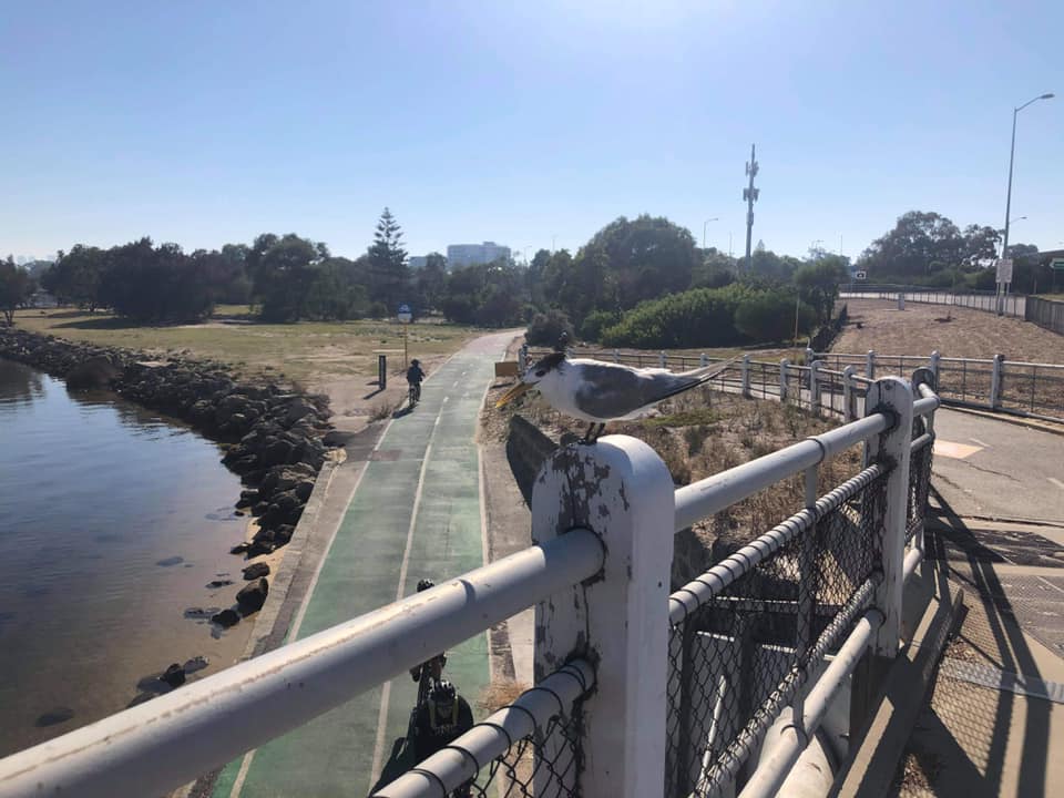 Melville Bird Sanctuary added a... - Melville Bird Sanctuary