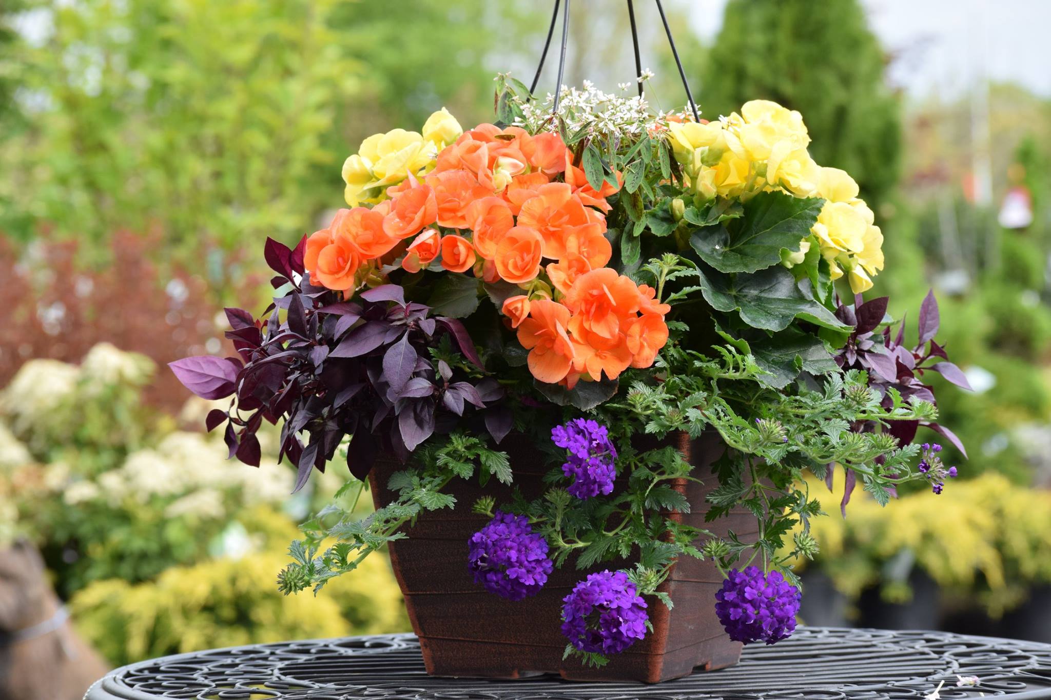 NEW PRODUCT - These... - Johnson's Florist & Garden Centers