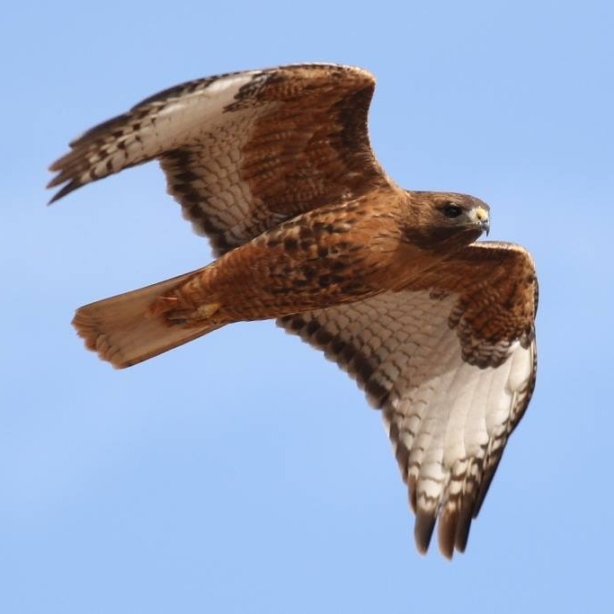 Spot the difference! 👀 Did you know the mighty Red-tailed Hawk comes in ...