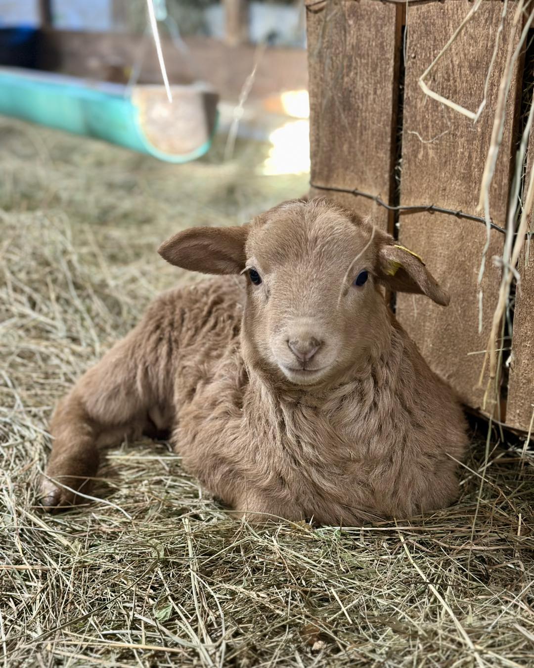 Sonlight Ridge Farm