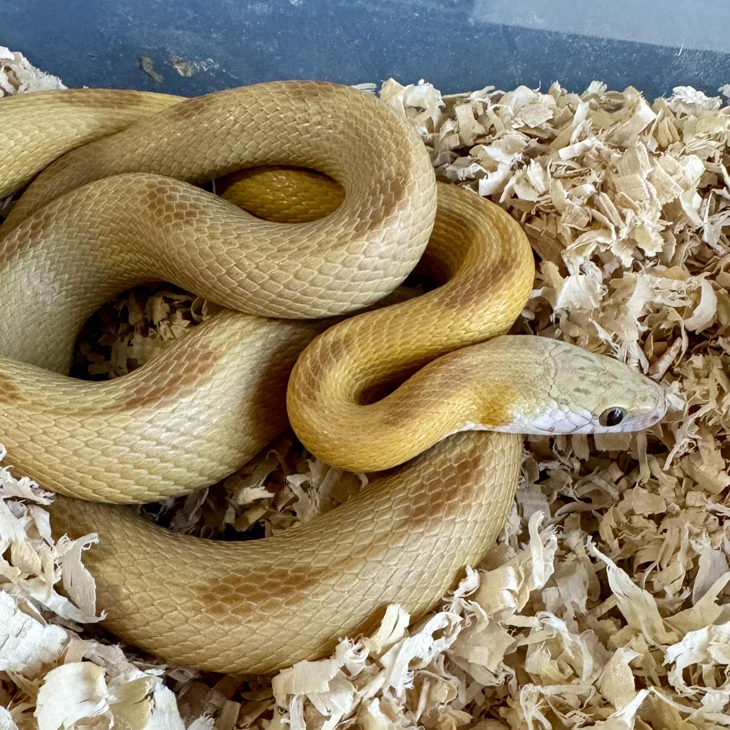 Colubrid - A quick cleaning photo of my sundust stripe female. She’s ...