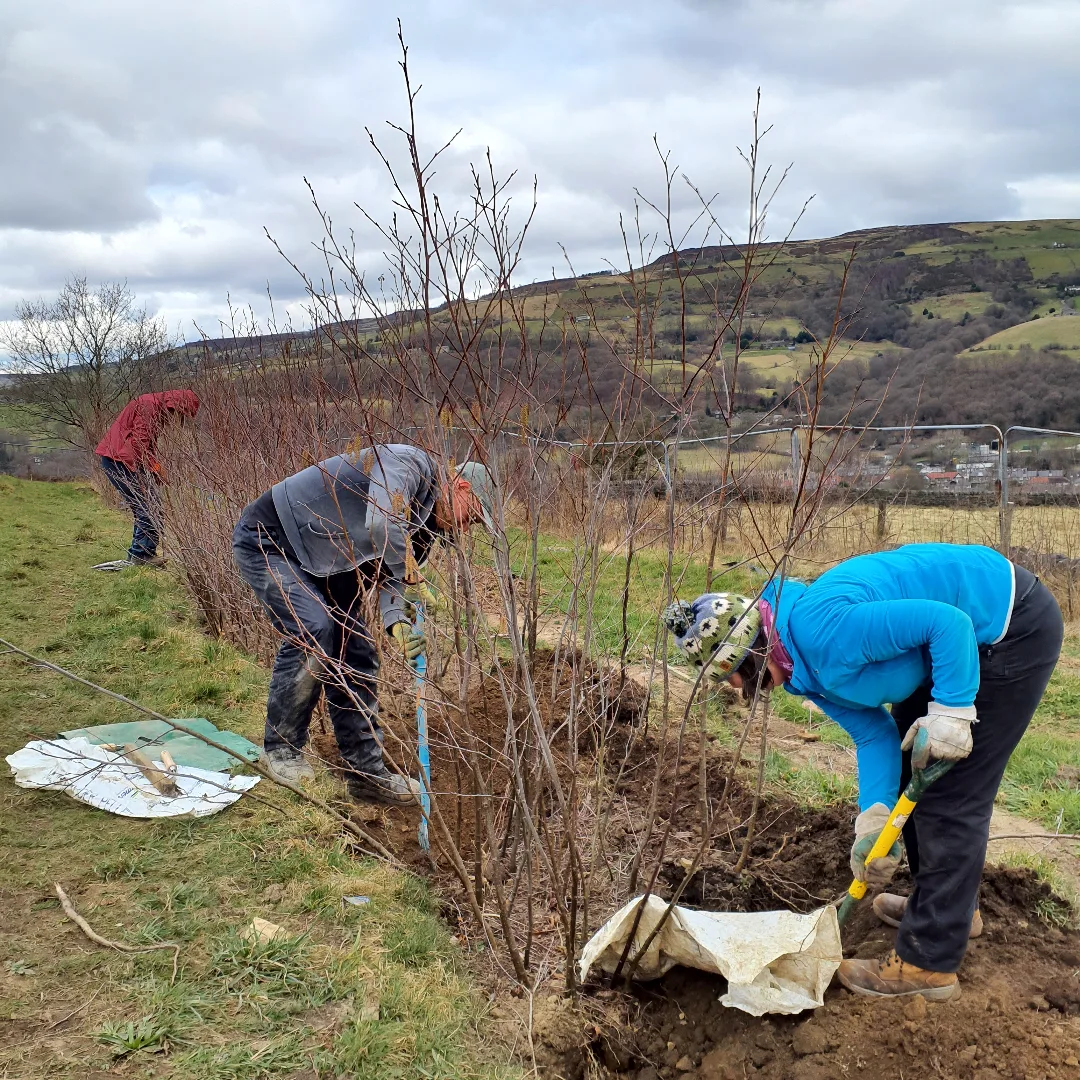 Forus Tree | Hebden Bridge
