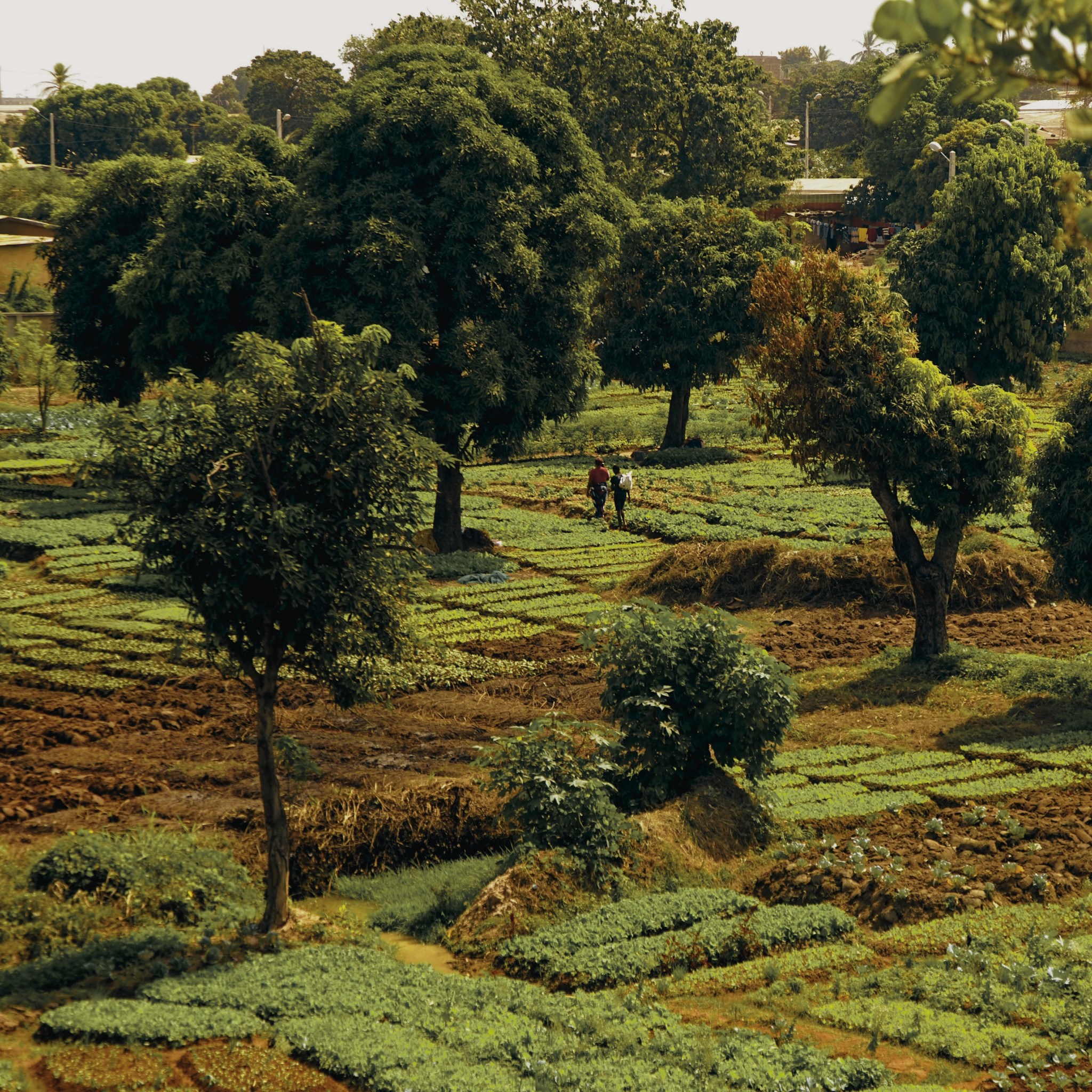Open - 📣 PUBLIC EVENT: Global Agroecology in Practice: Case Studies and ...