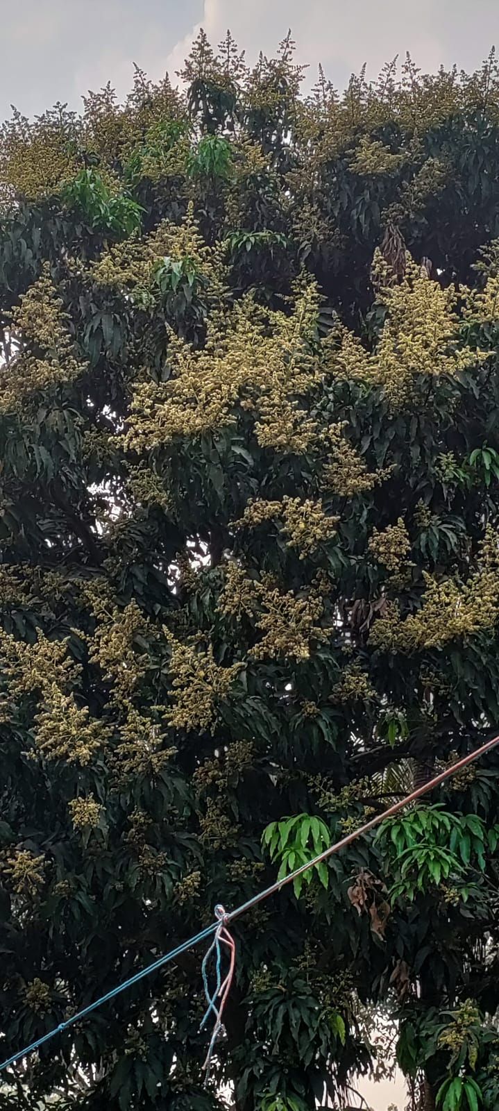 Nogibul Akber