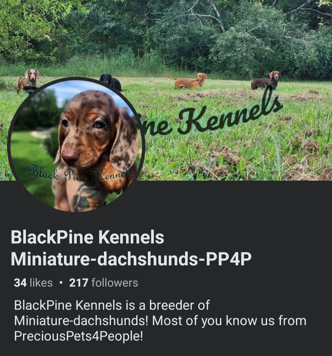 PreciousPets4People Miniature dachshunds, dotsons