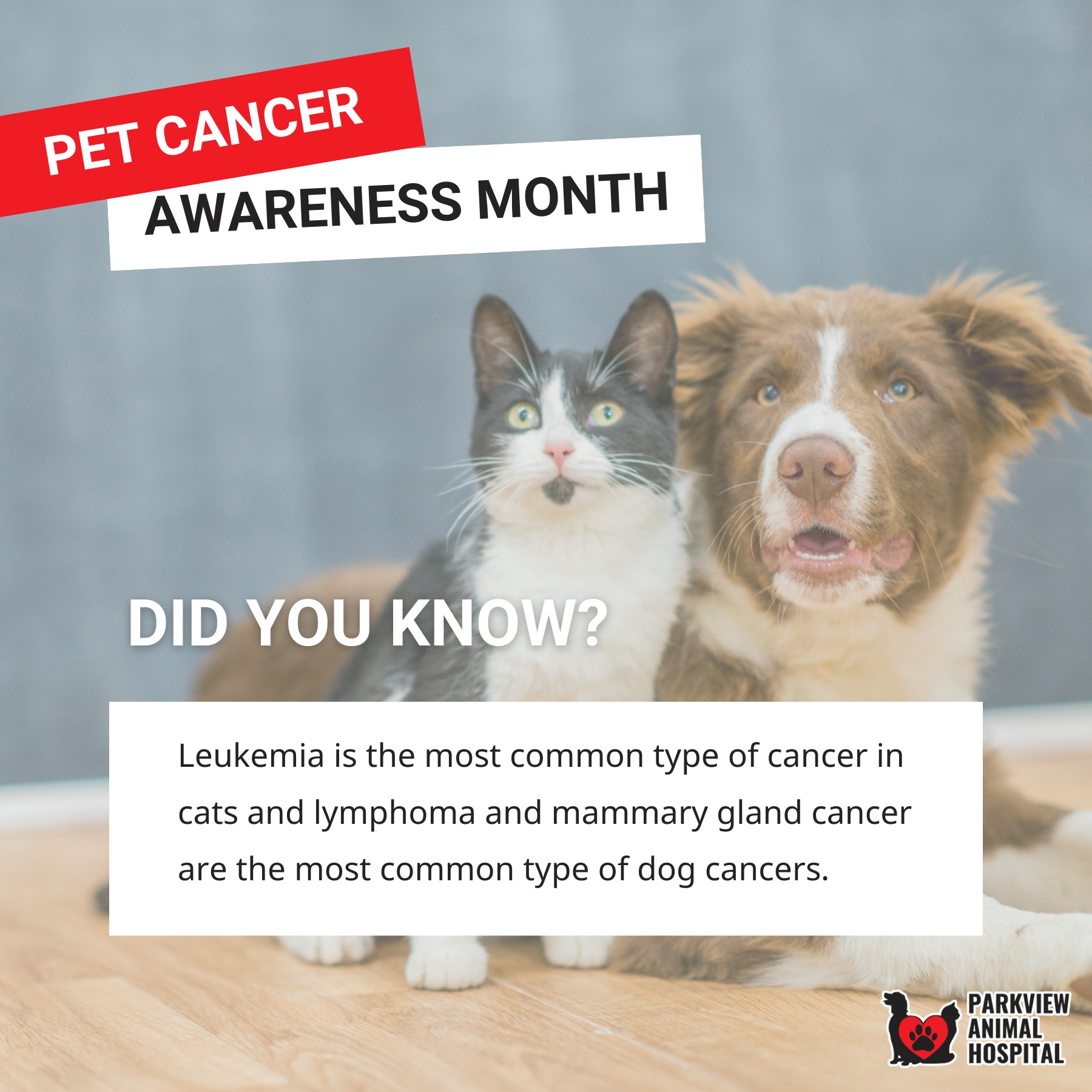 Curated visual reference: Fresh Look at Did You Know Leukemia Is The