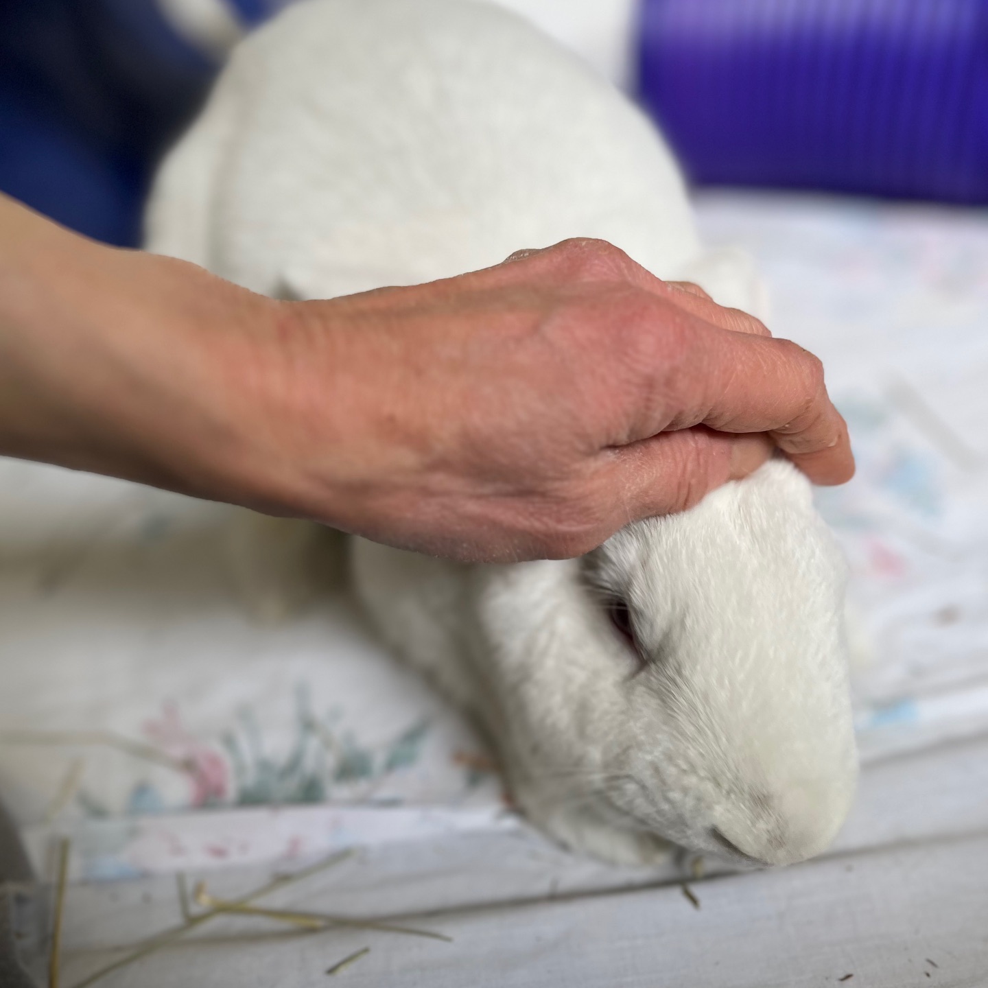 Tulle is such a sweet bun,... - Rabbit Rescue Incorporated | Facebook