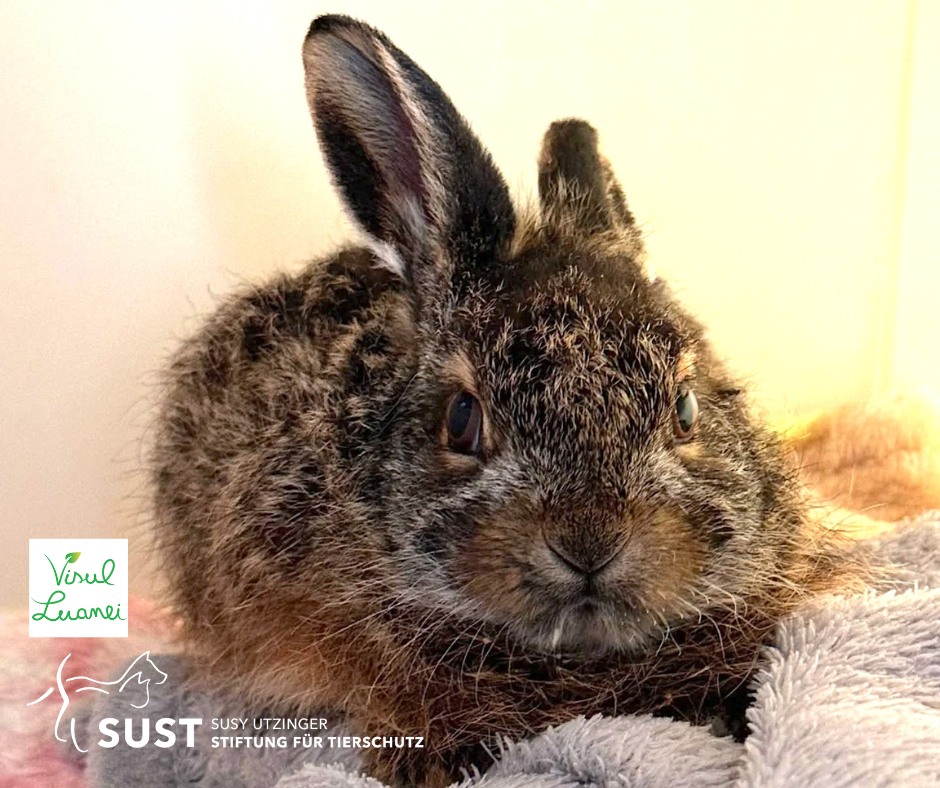Susy - Häufig werden Jungtiere, wie dieser kleine Feldhase 🐰, von ...