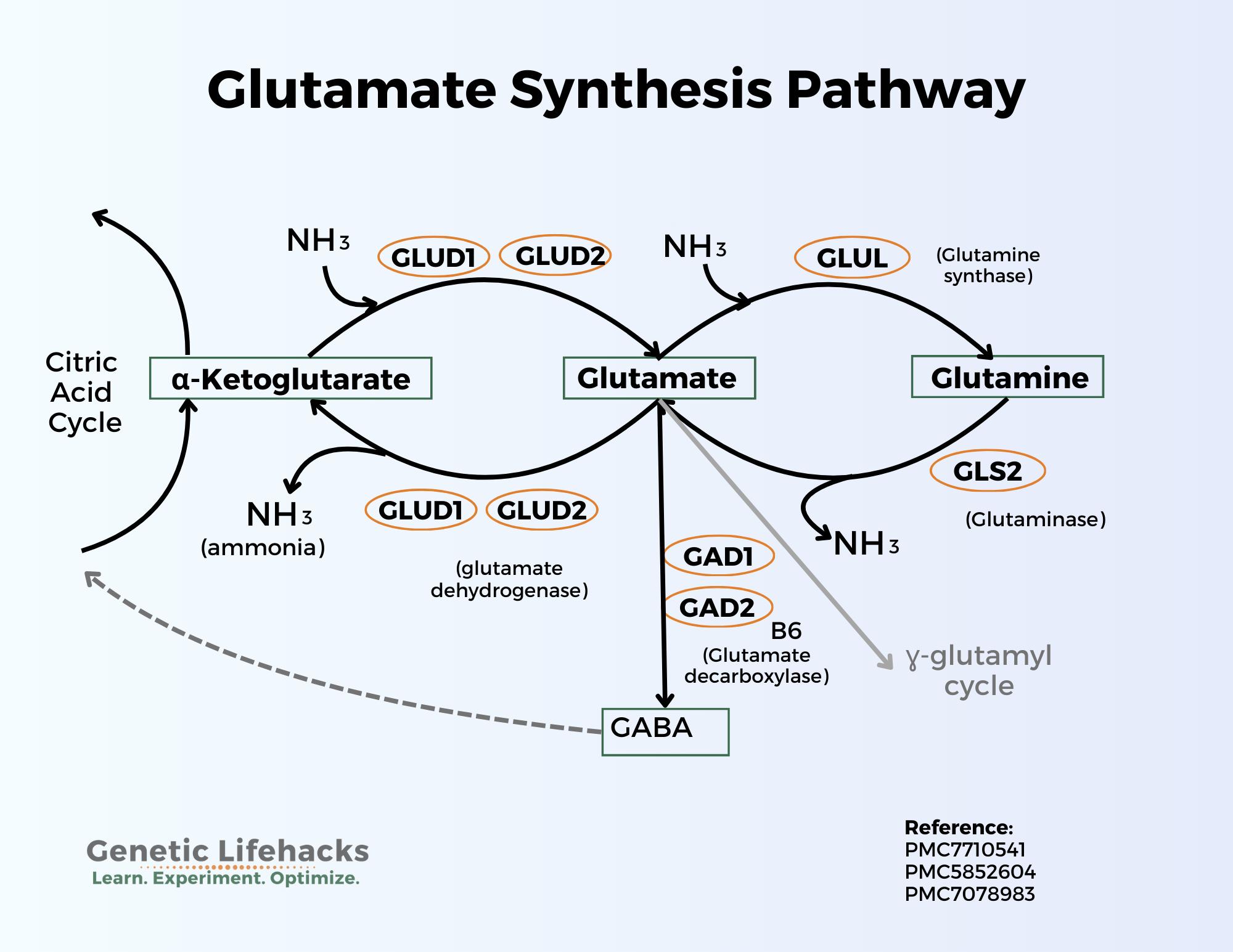 How high glutamate affects mental health and recovery