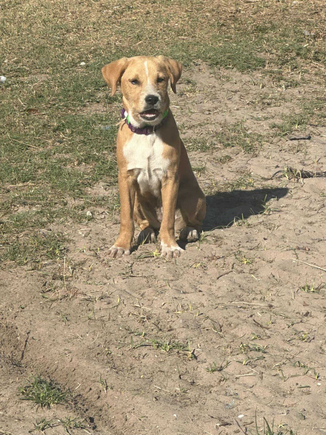 Florida Pointer Rescue | New Smyrna Beach FL