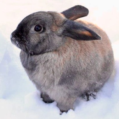 Animo - Rabbit Hemorrhagic Disease (RHD): basic facts RHD is a highly ...