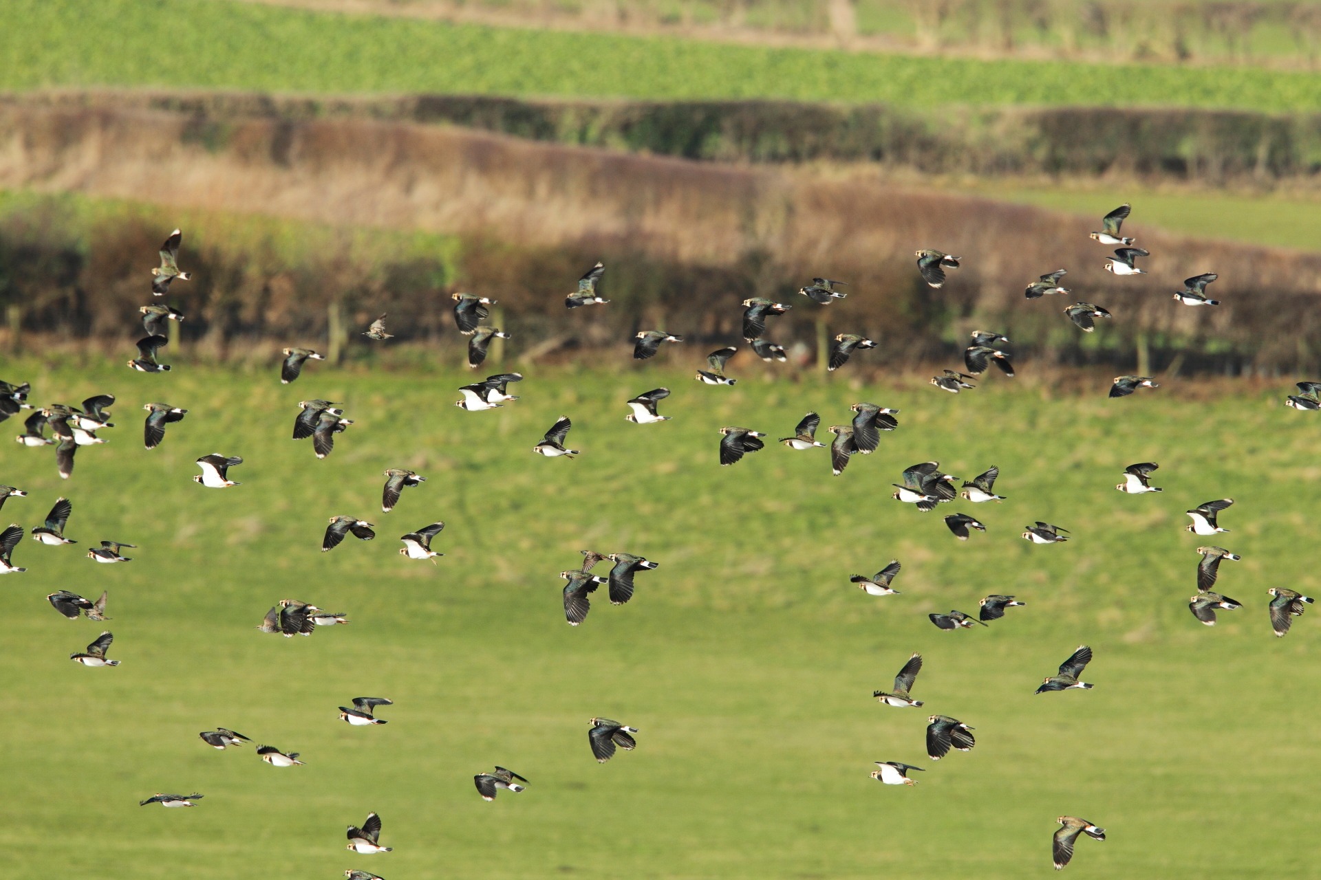 Nosterfield Nature Reserve