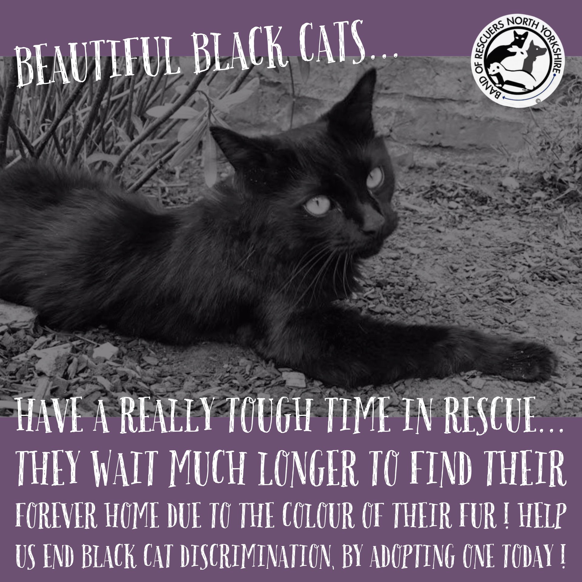 Band of Rescuers - 🌷🖤 Can you help us to end black cat discrimination ...