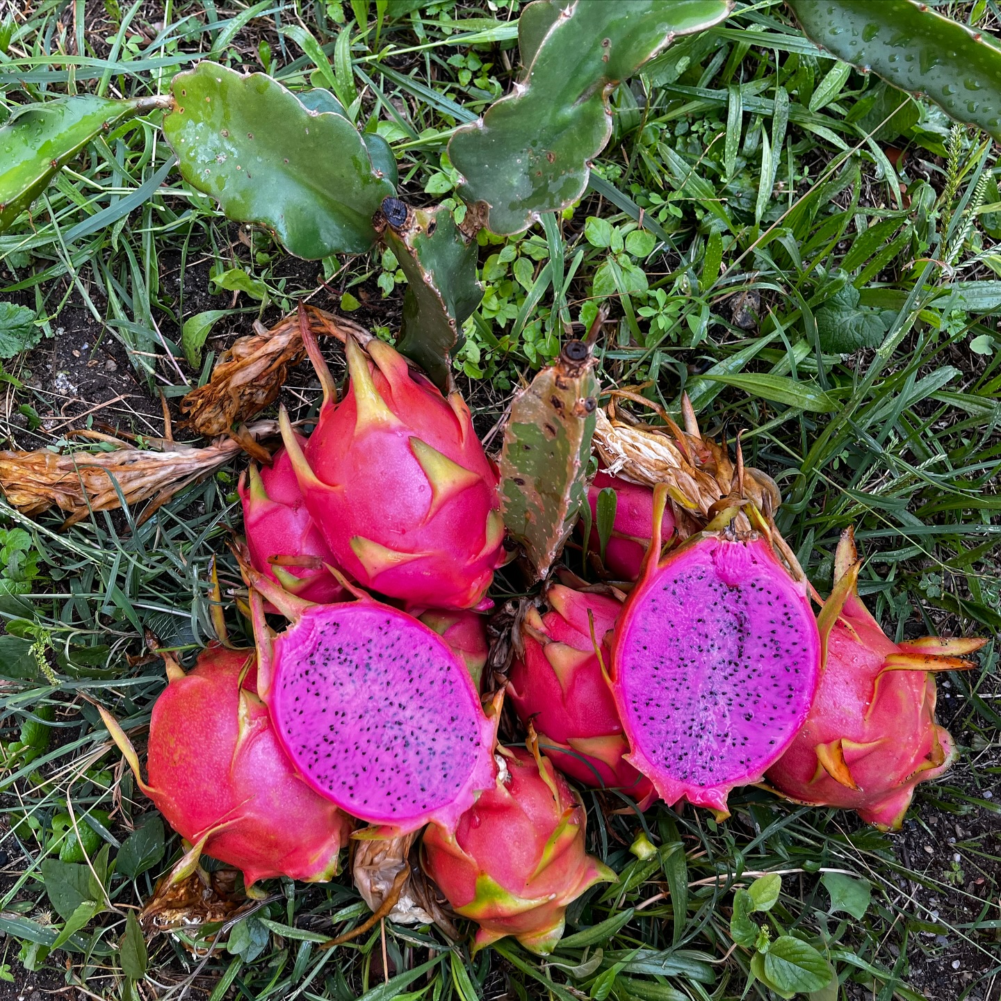 Semi Di Pitaya (Frutto Del Drago) – Pianta Da Frutto Rossa Originaria Del Sud America – 15 Semi