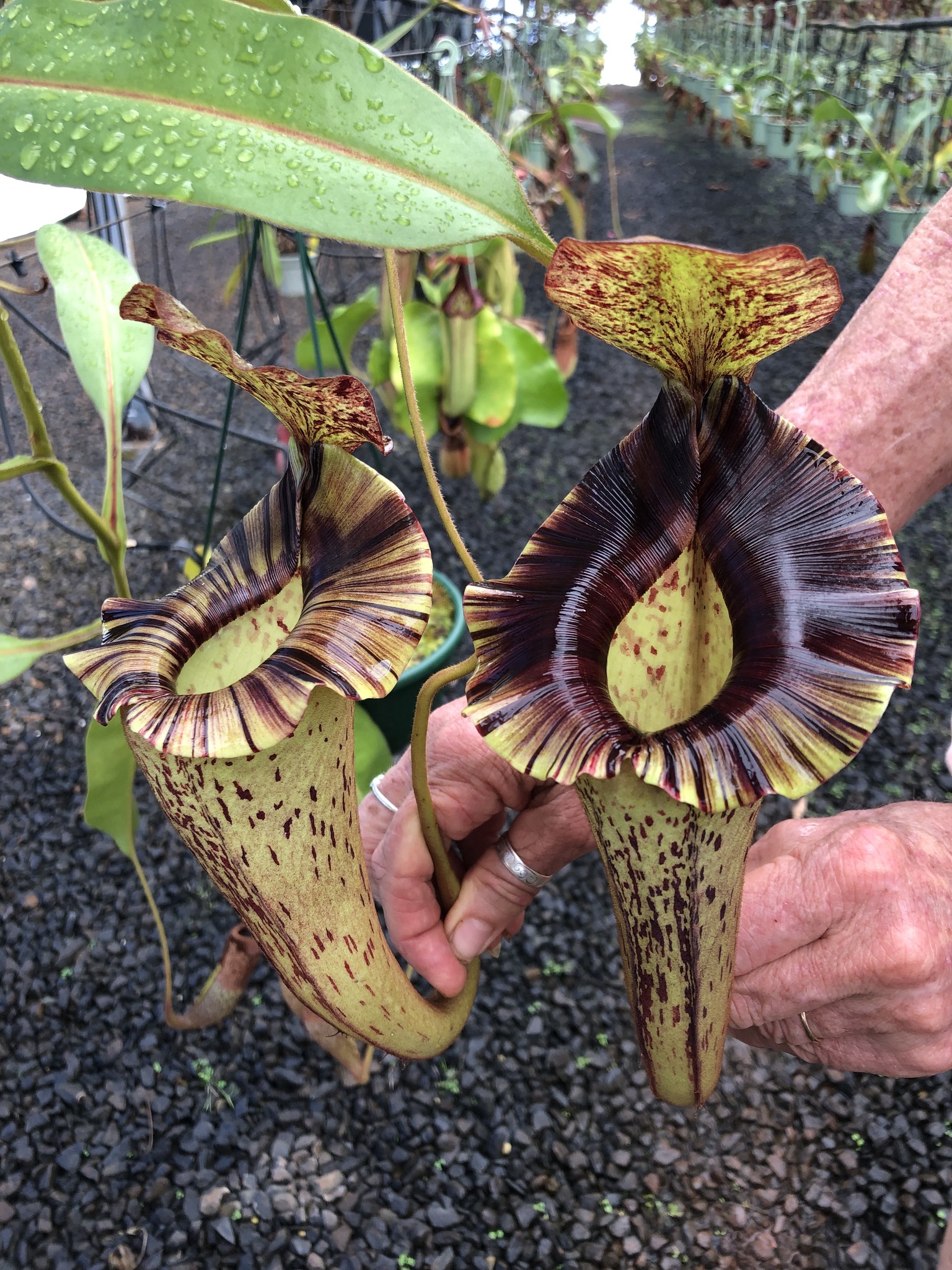 A lovely upper on N. jacquelineae x platychila showing the best of
