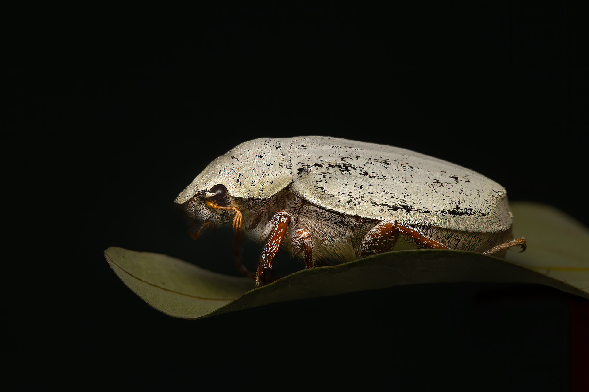 I love these big white Chafer... - Wildcreatures Hong Kong | Facebook