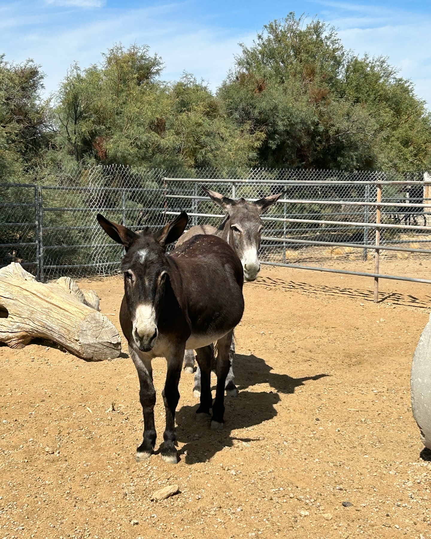 Double trouble in the desert!🌵 🫏... - Sandy Valley Ranch | Facebook
