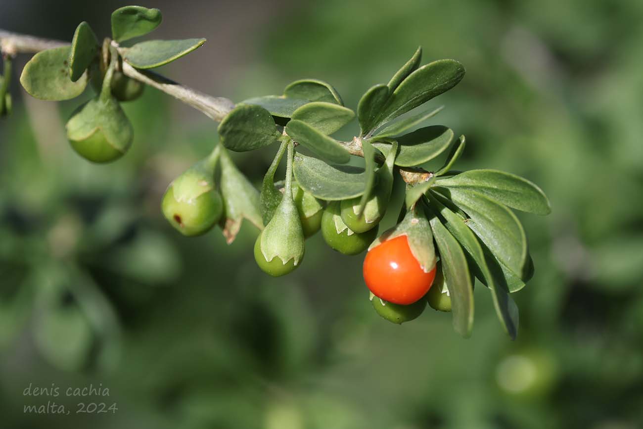 Birds and Nature in Malta | African Boxthorn (Għawseġ tal-Afrika ...