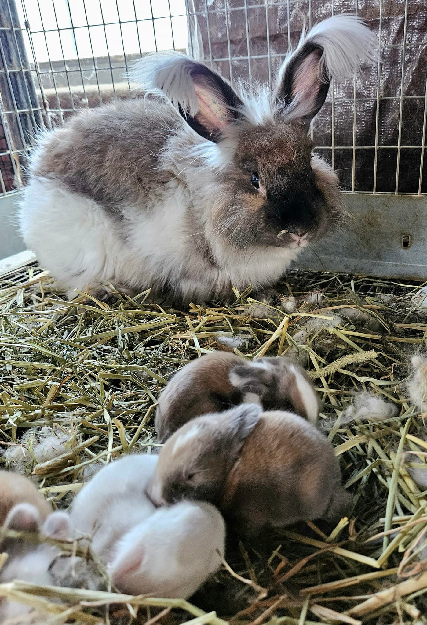 Rowdy Ranch German Angora Rabbits | Cedar Creek TX