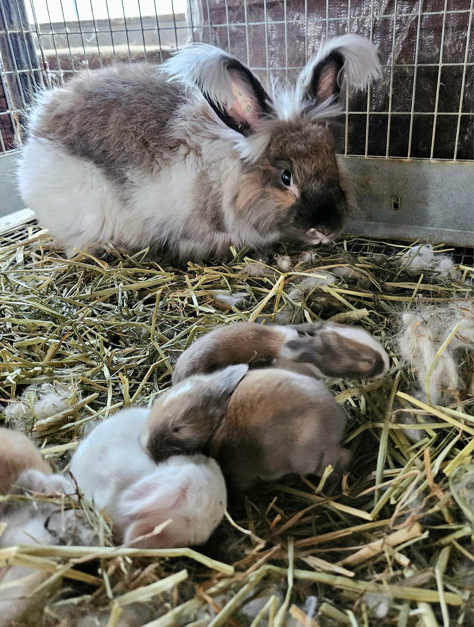 Rowdy Ranch German Angora Rabbits | Cedar Creek TX