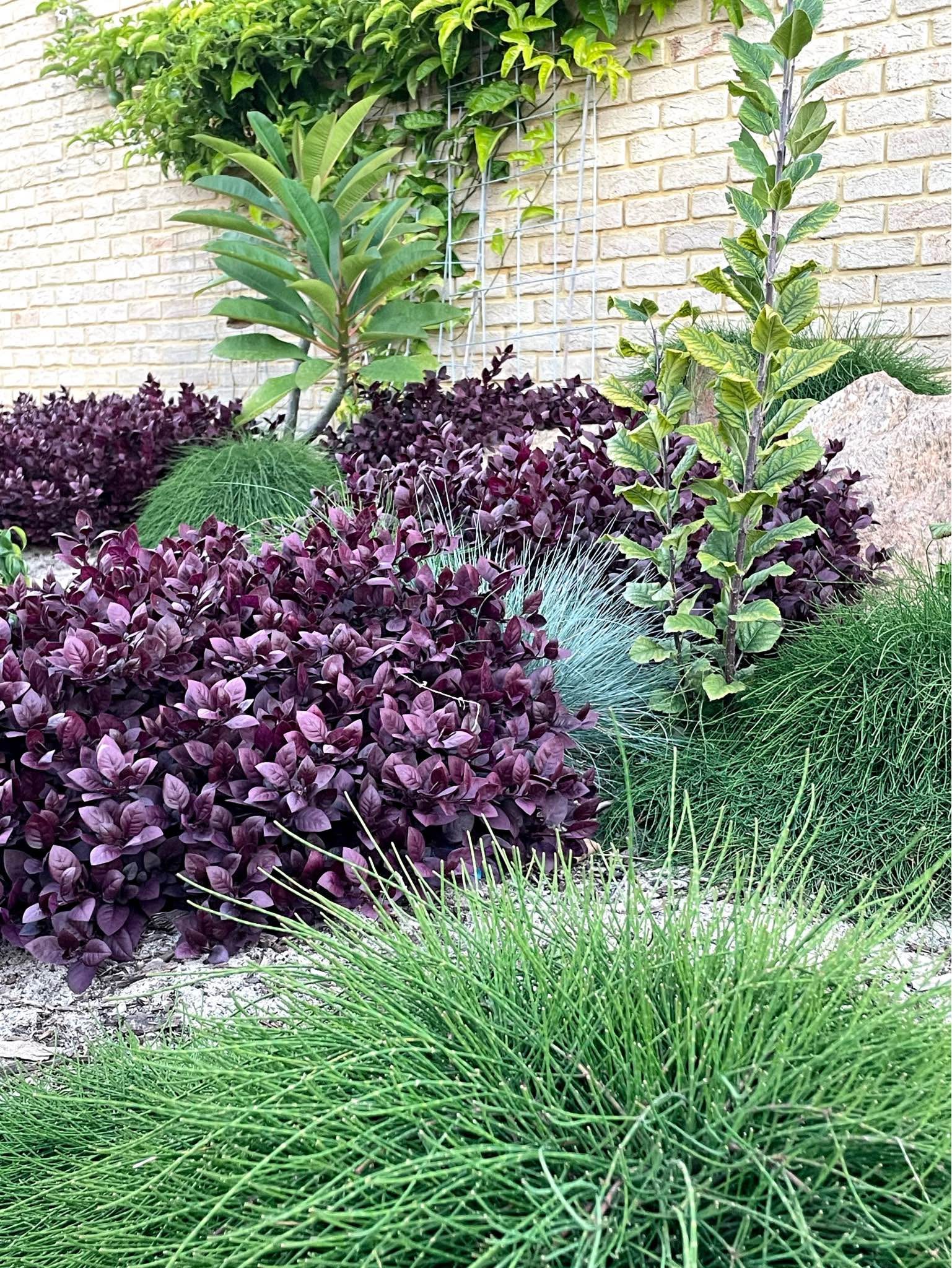Little Red Ruby —only 5 left - Landscaping Materials - Perth, Western ...