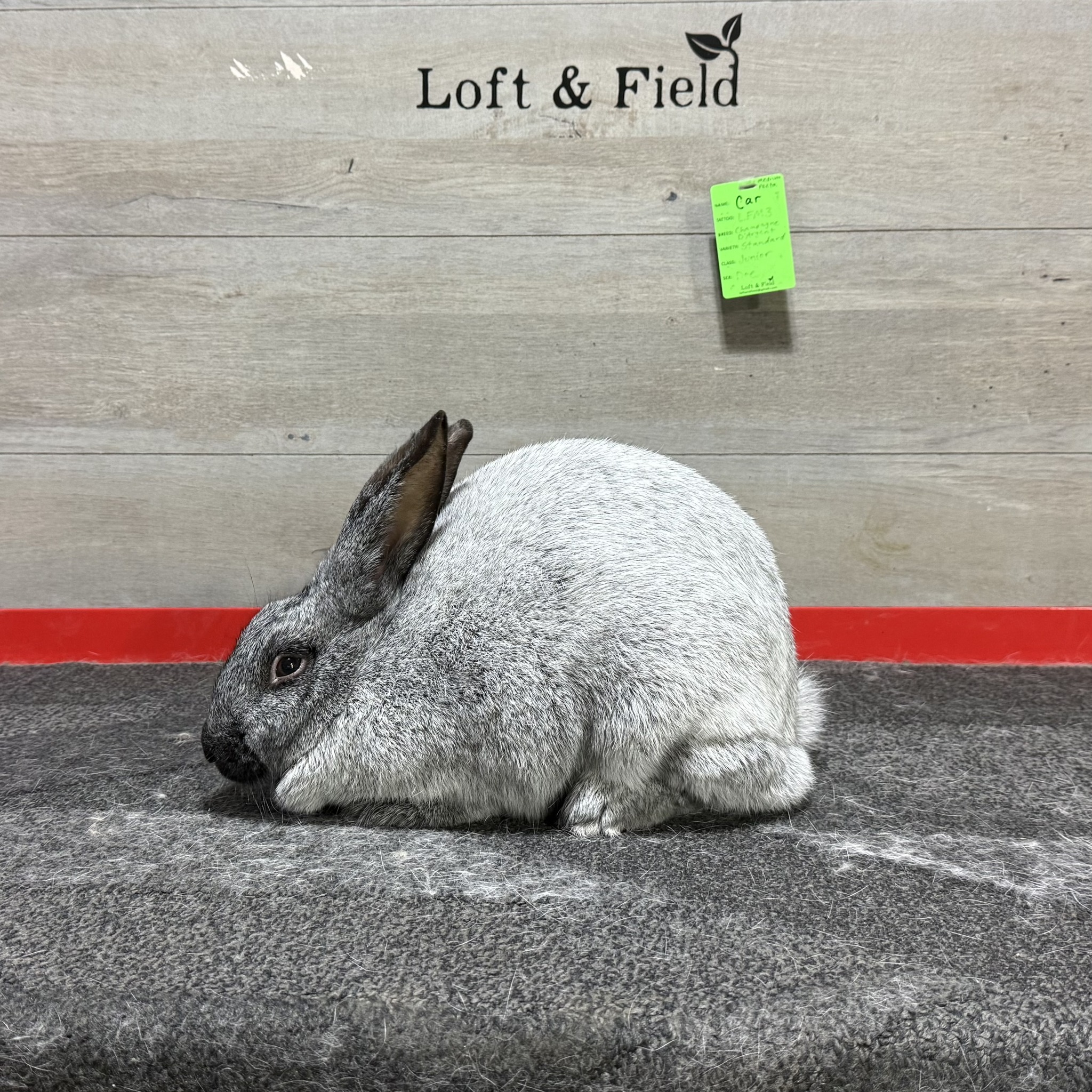 Loft & Field Rabbitry