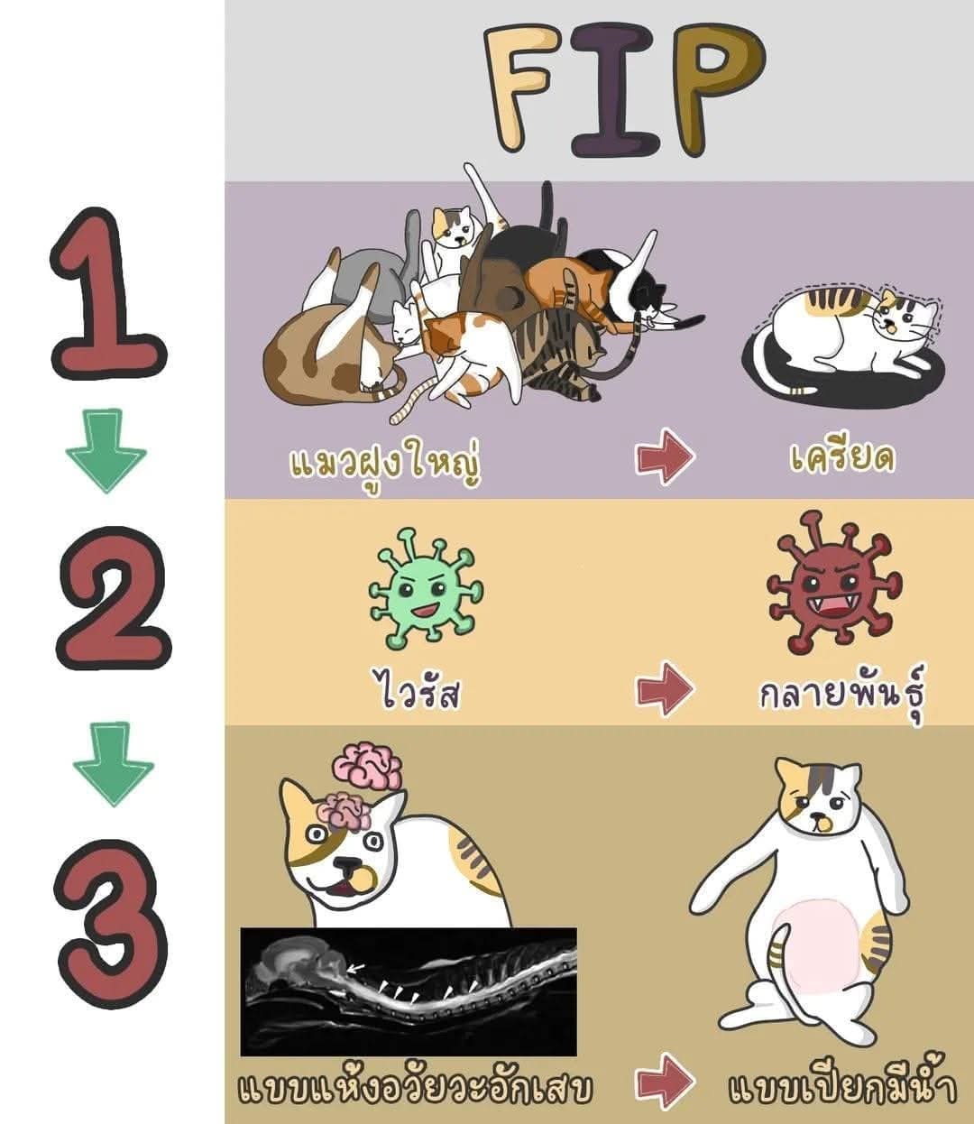 FIP - วิธีการตรวจแมวป่วย Fip 🐱วิธีที่ 1 การทำ Rivalta test เป็นเพียงแค่ ...