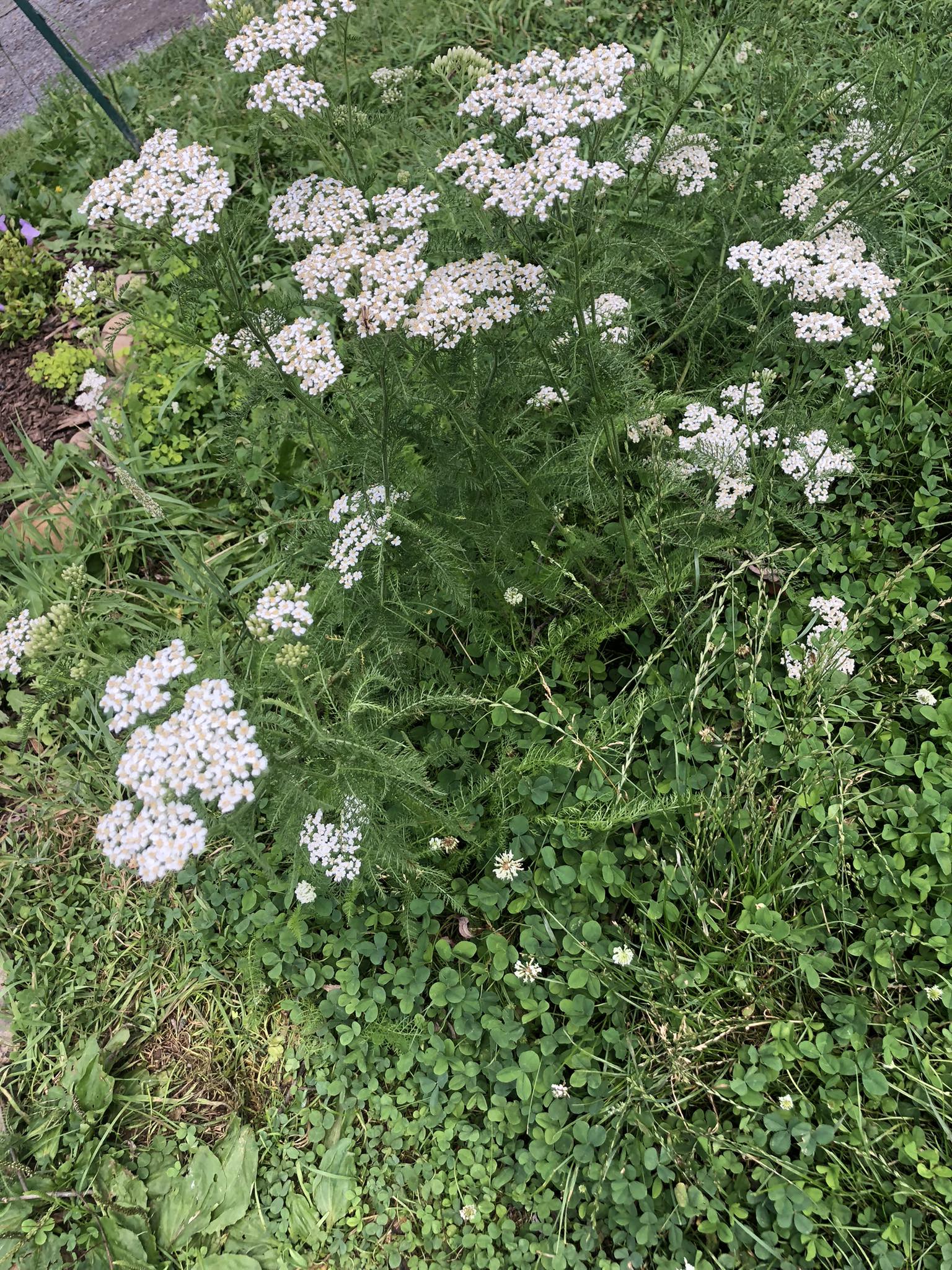 The Complete Guide to Successfully Transplanting Yarrow Without Stress ...