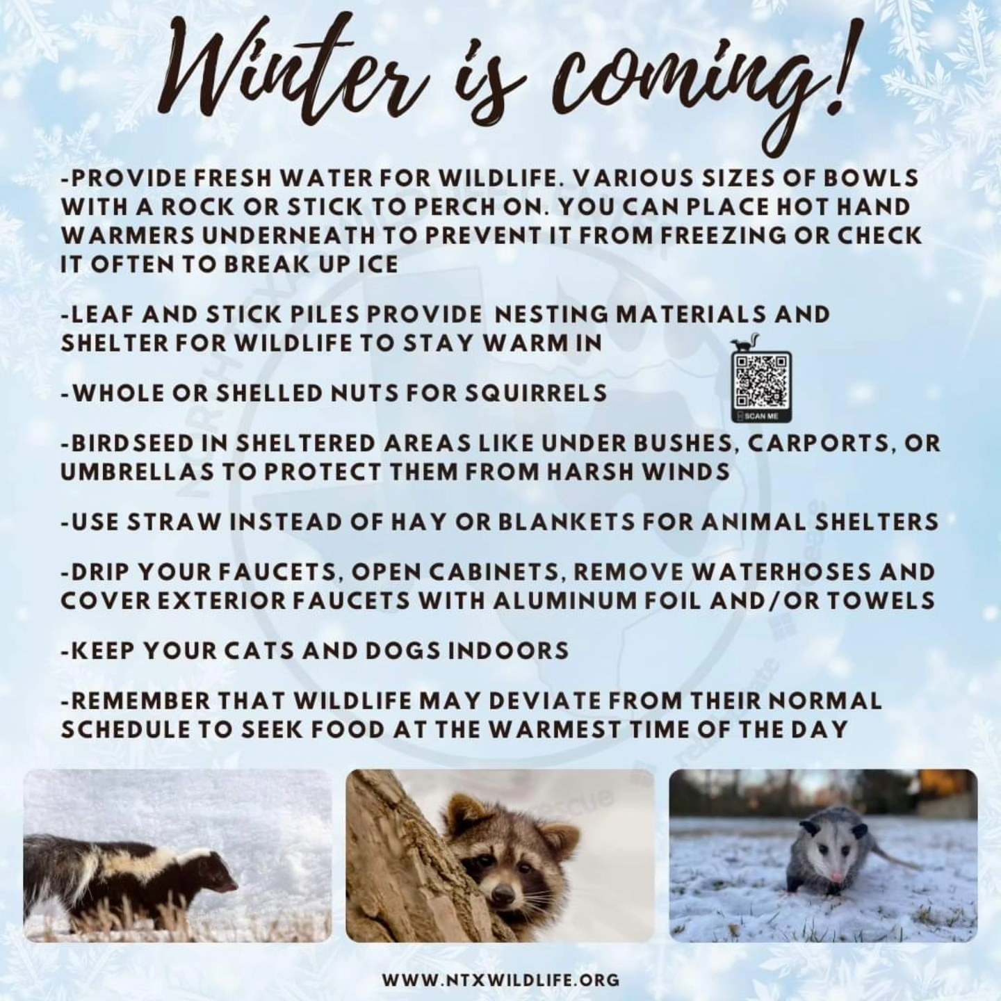 Tips for our cold snap 🌬 ️... - North Texas Wildlife Center | Facebook