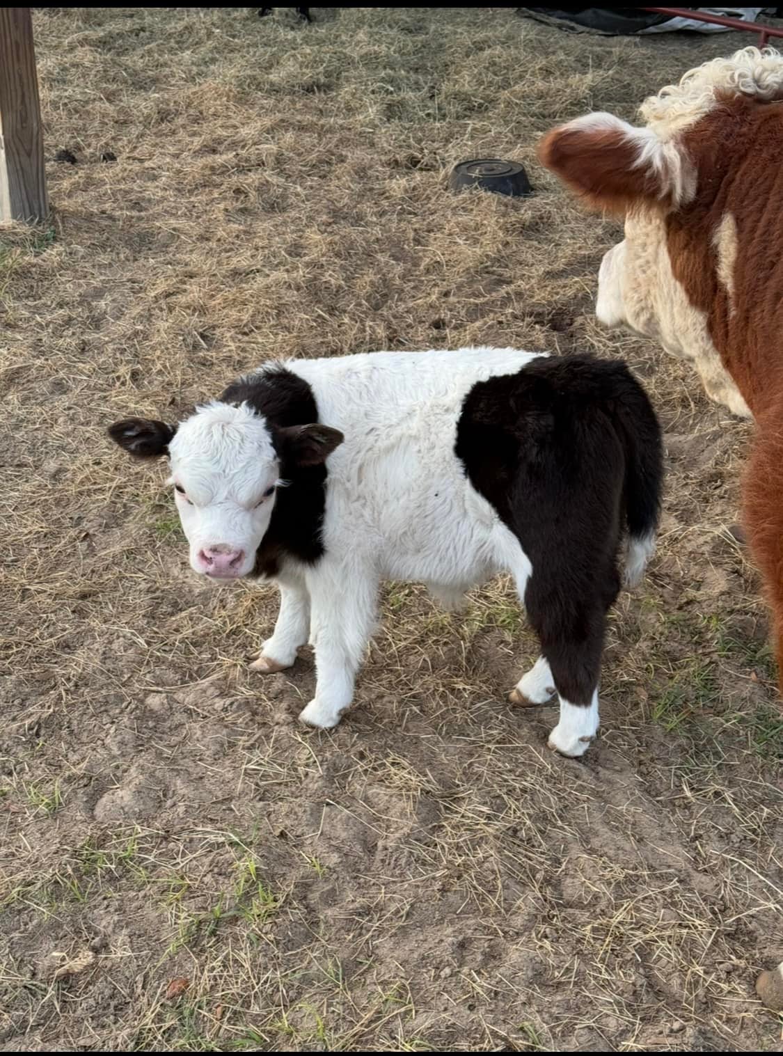 Mini Moo Ranch