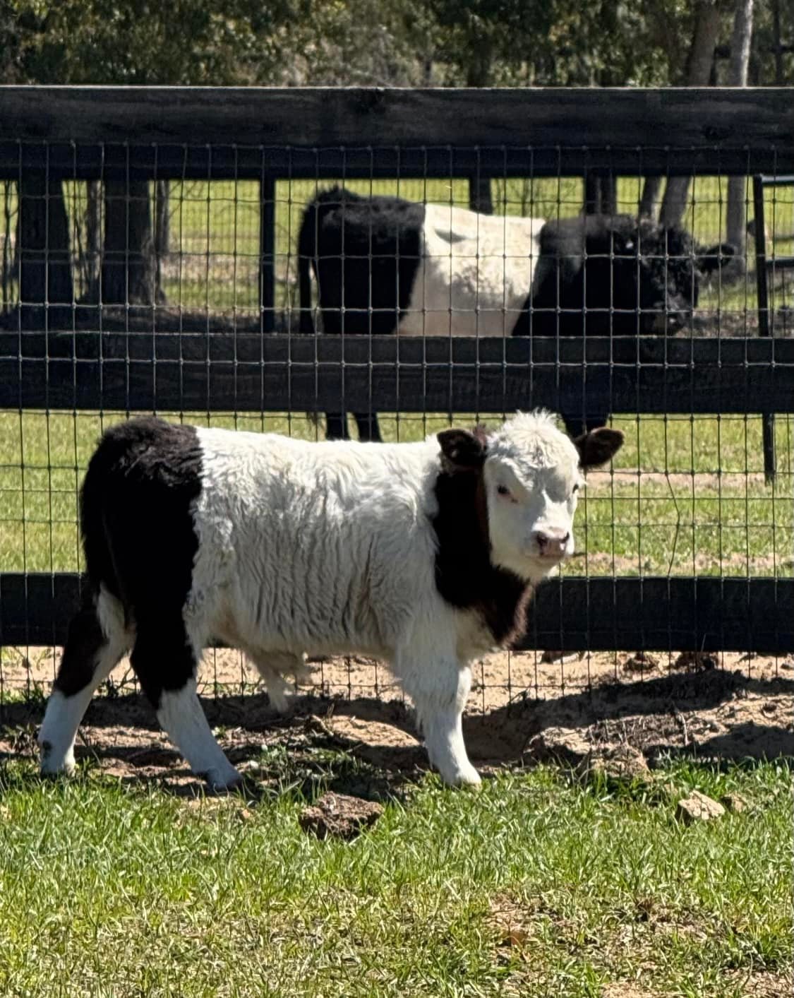Mini Moo Ranch